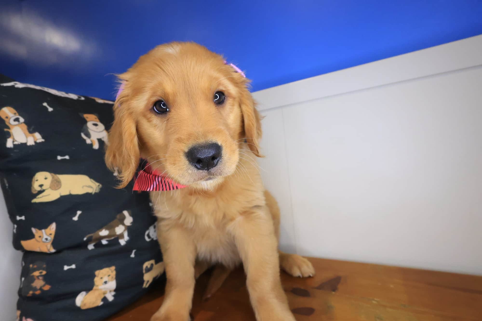 Kaya, Golden Retriever puppy