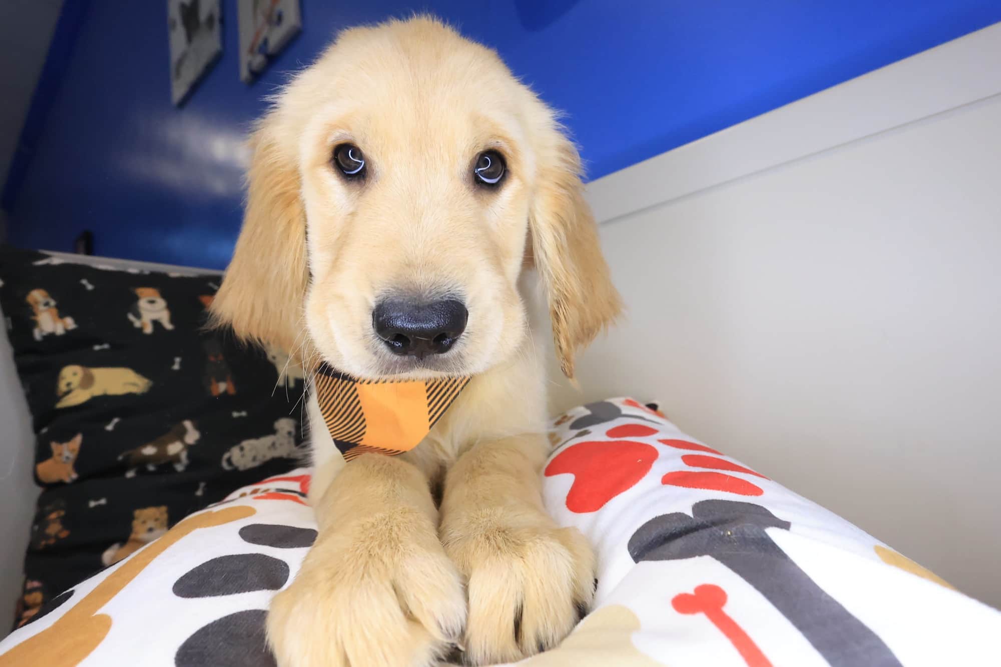 Lennon, Golden Retriever puppy