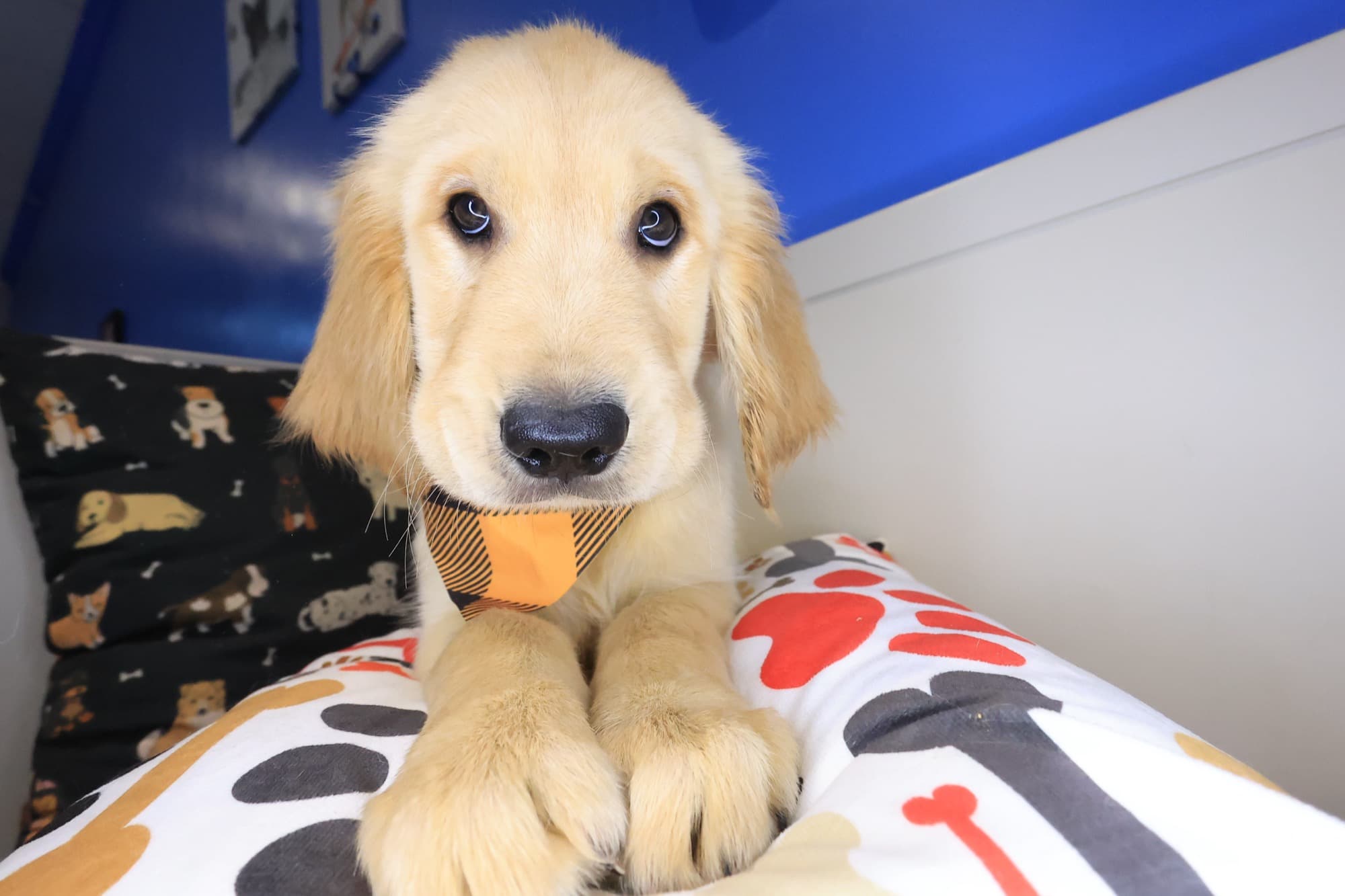 Lennon, Golden Retriever puppy