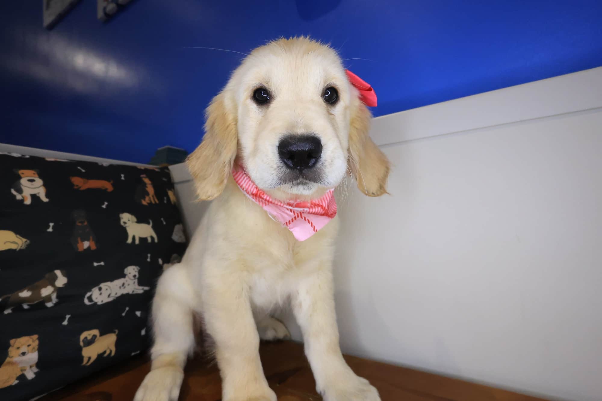 Maya, Golden Retriever puppy
