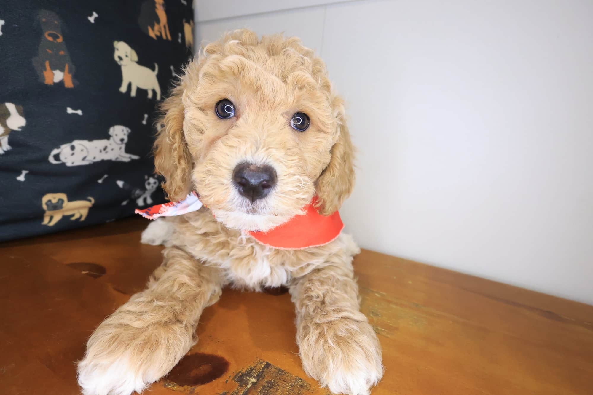 Inferno, Goldendoodle puppy