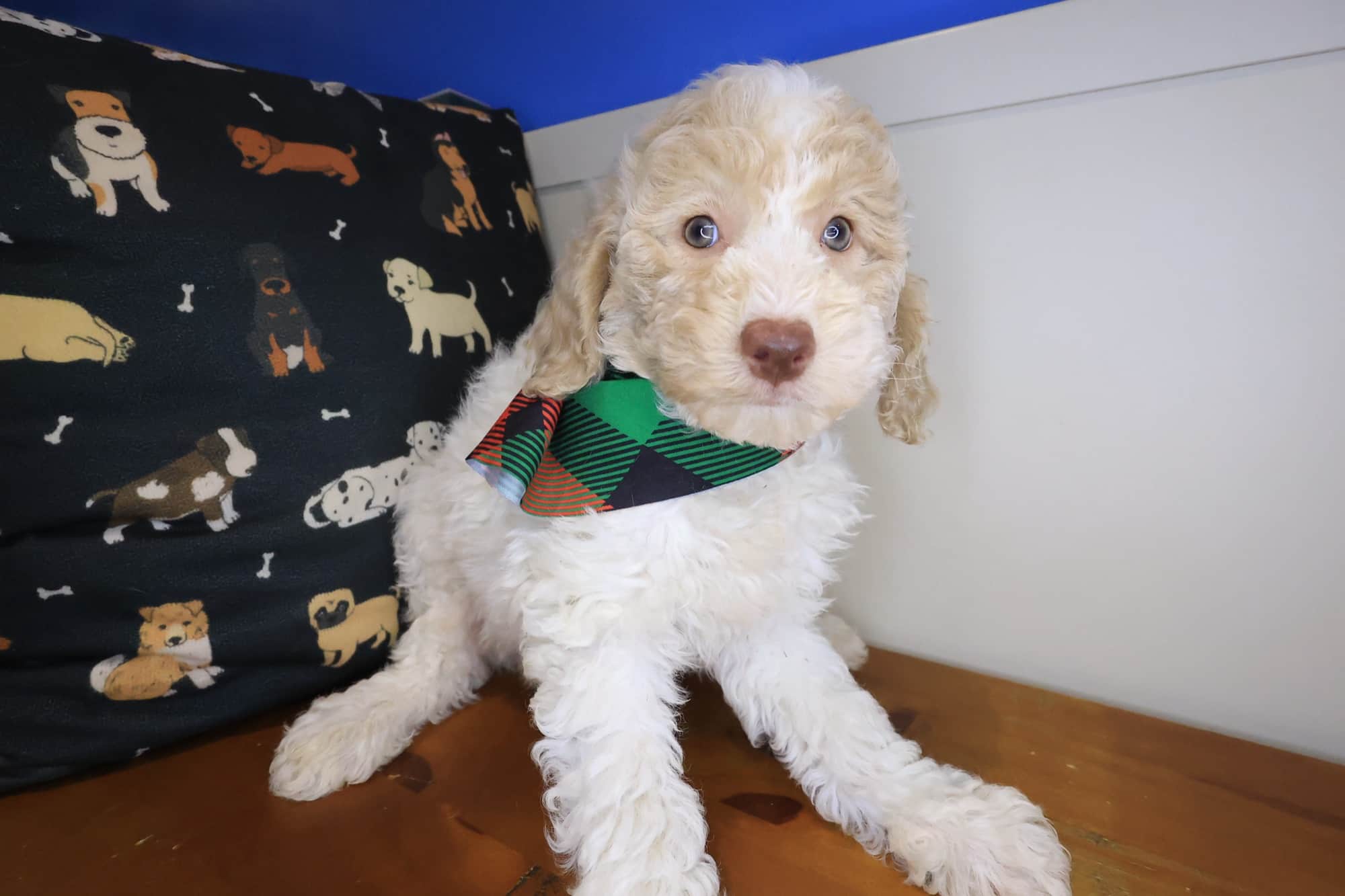 Frosty, Goldendoodle puppy