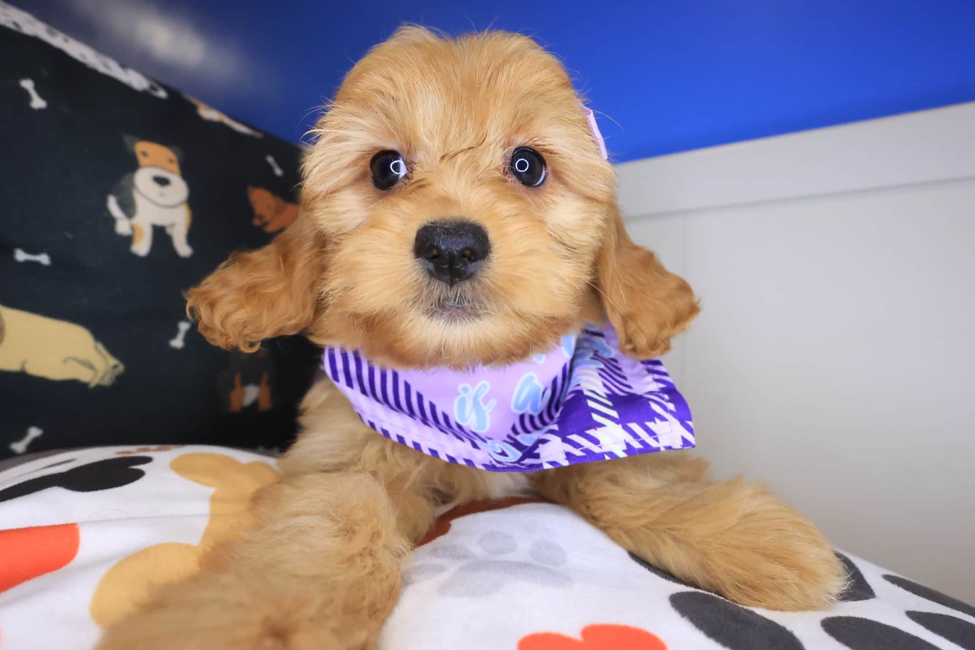 Fleur, Goldendoodle puppy