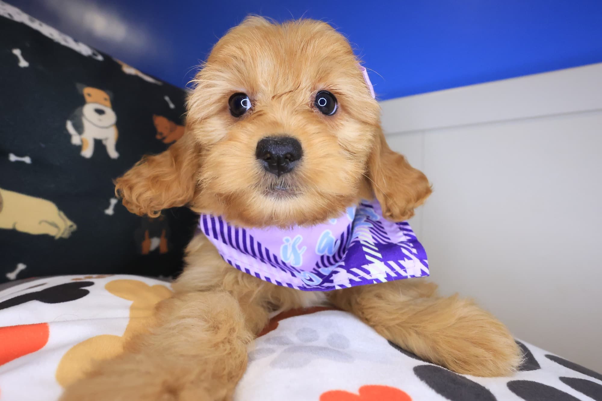 Fleur, Goldendoodle puppy