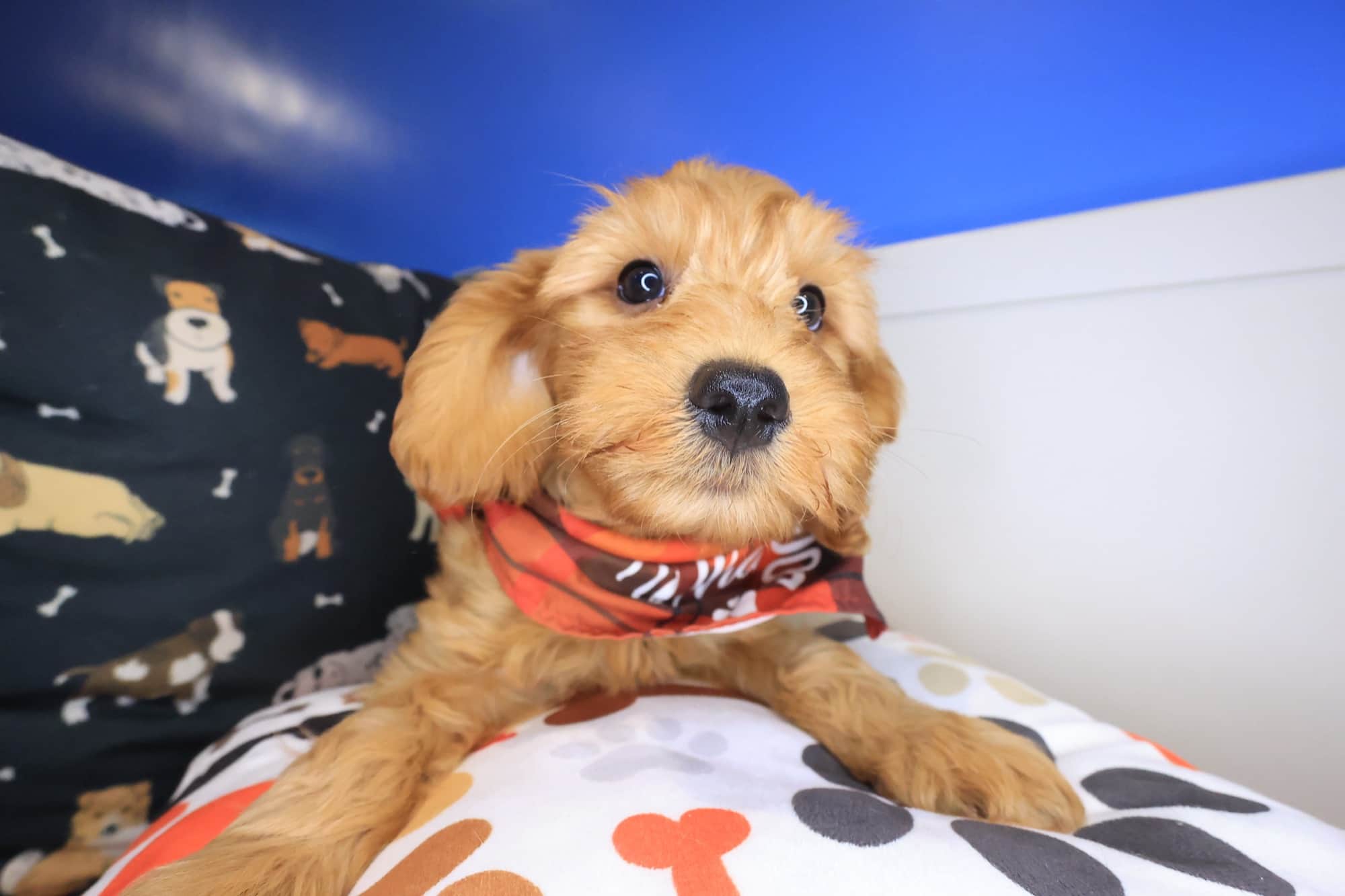 Alfie, Goldendoodle puppy