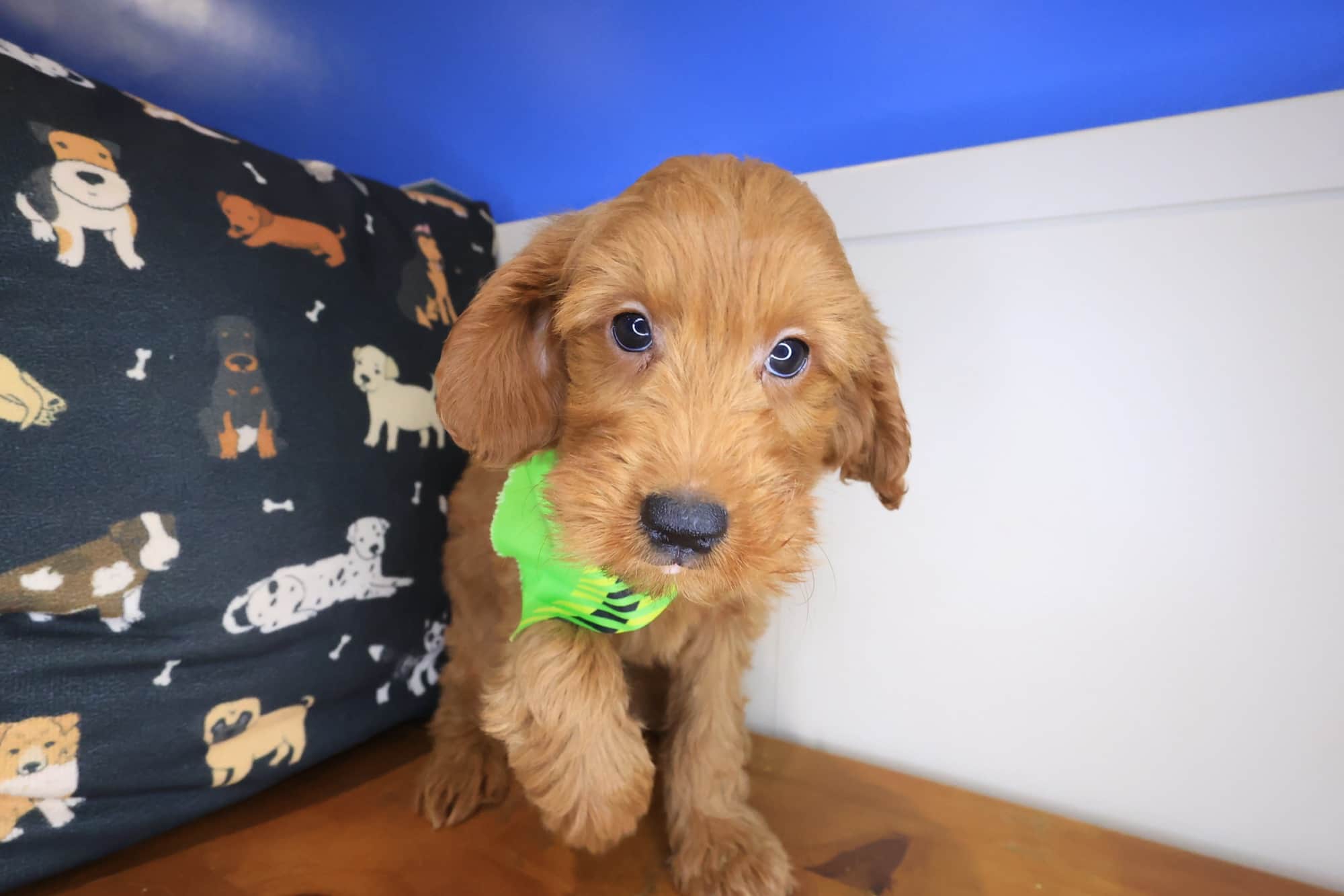 Chewie, Goldendoodle puppy