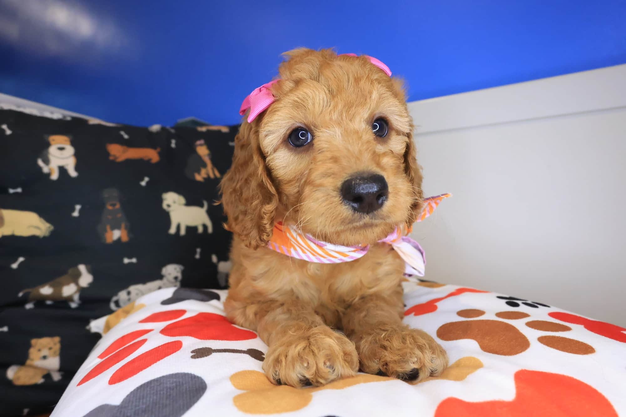 Carino, Goldendoodle puppy