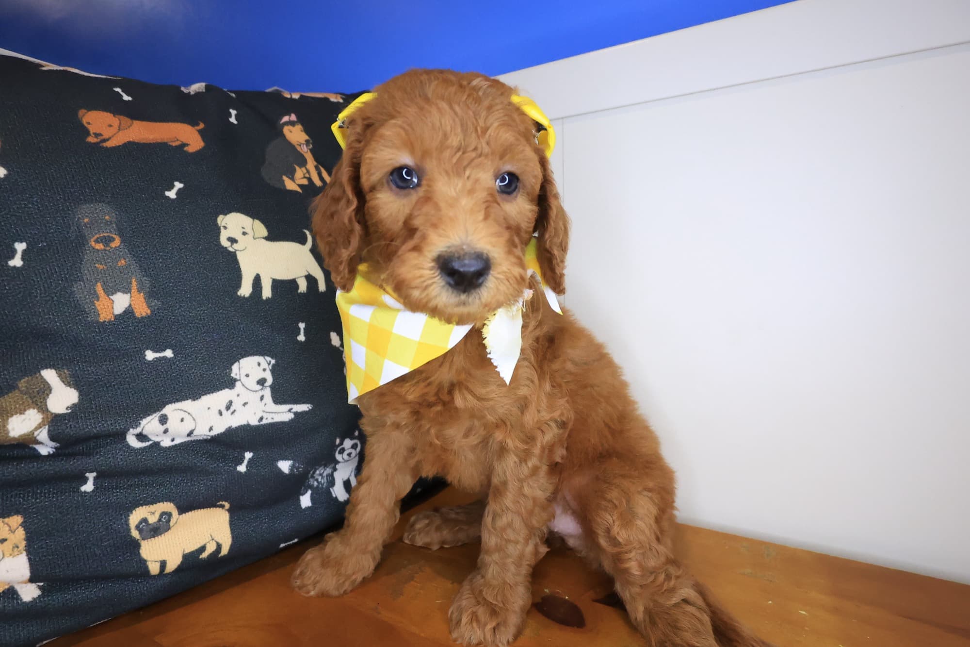 Jazzy, Goldendoodle puppy