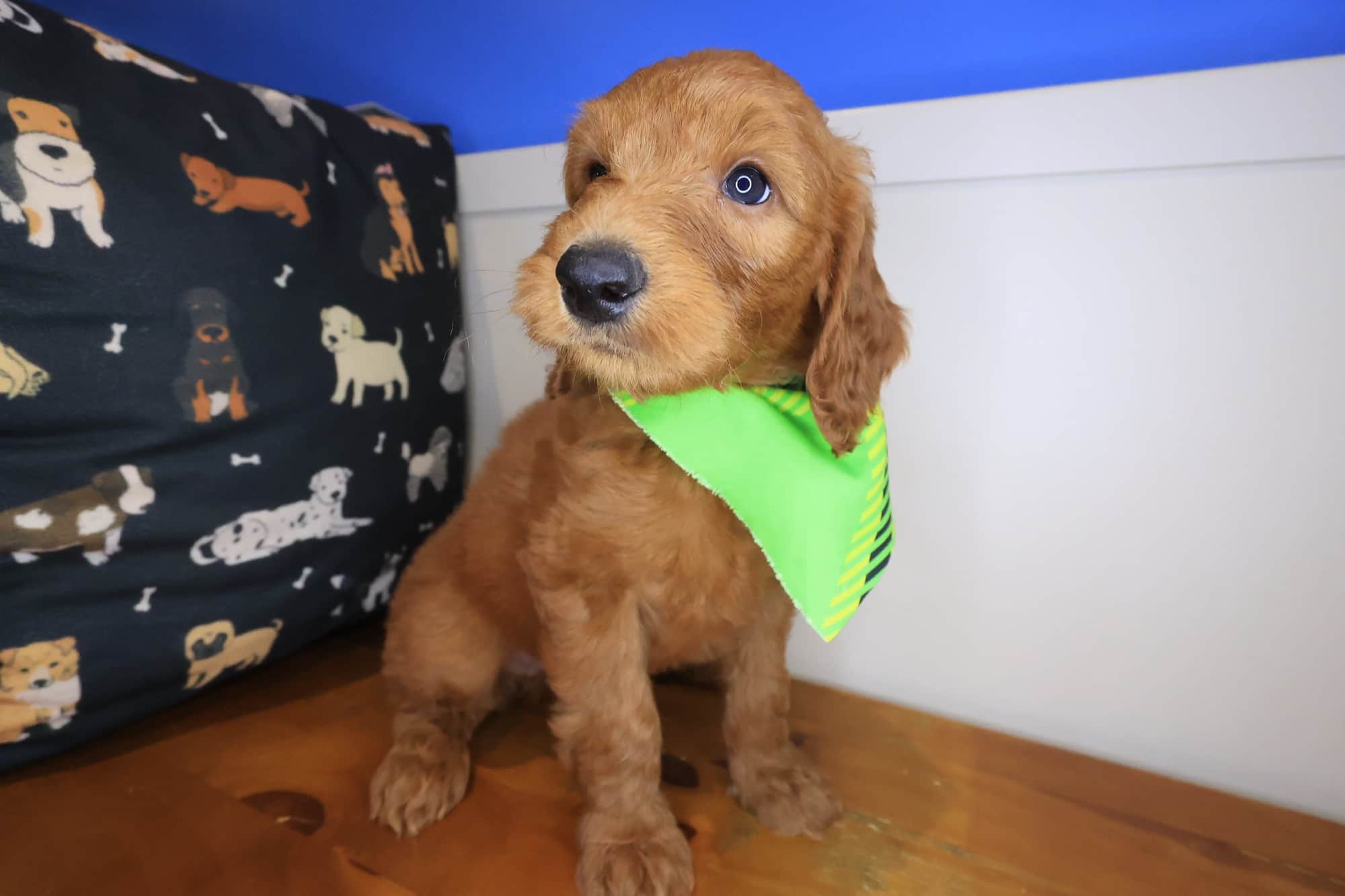 Pax, Goldendoodle puppy