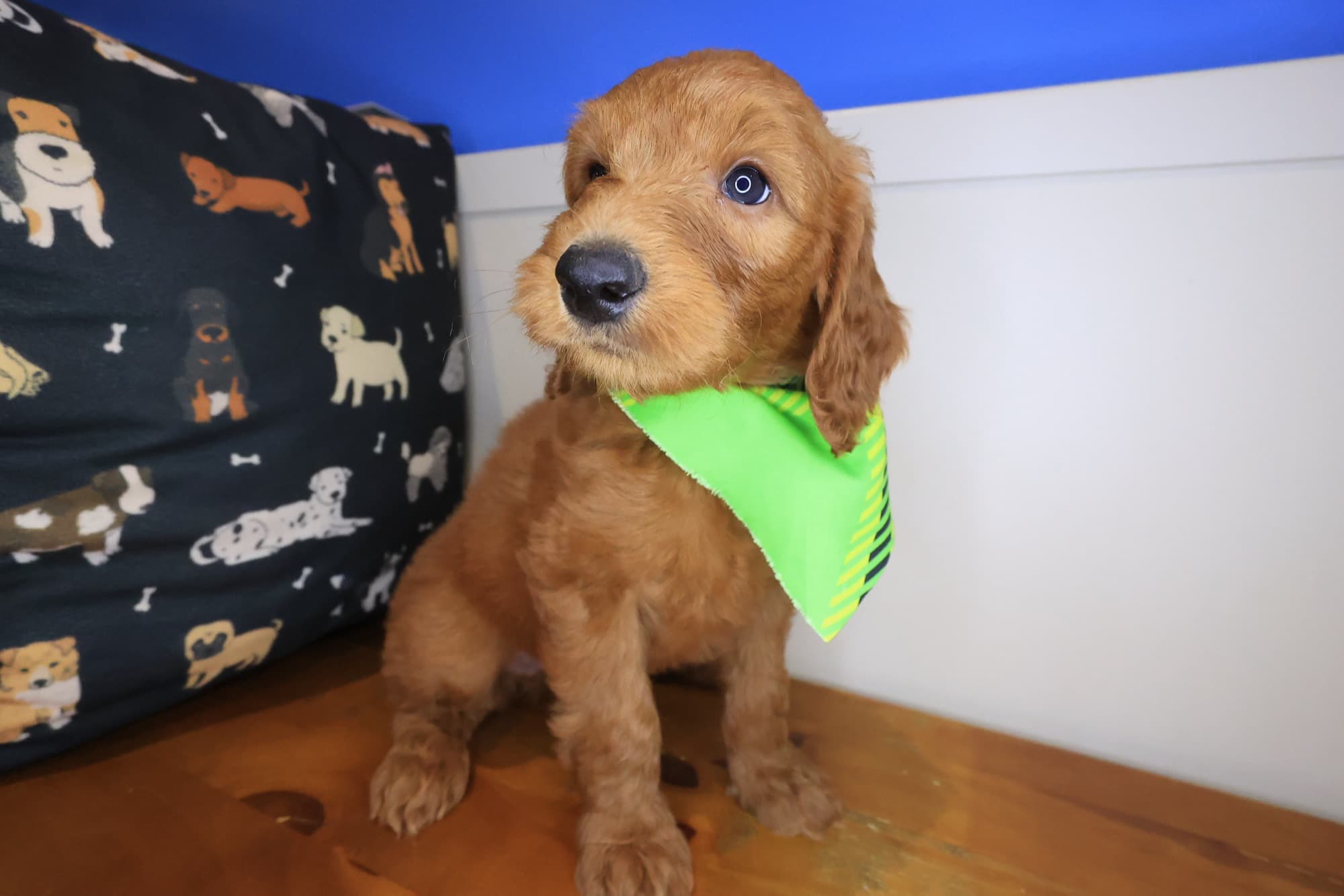 Pax, Goldendoodle puppy