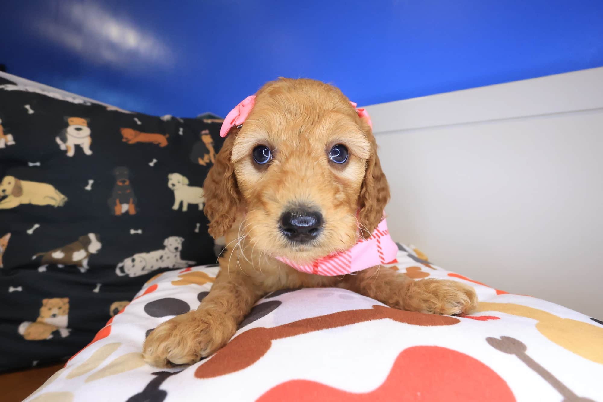 Electra, Goldendoodle puppy
