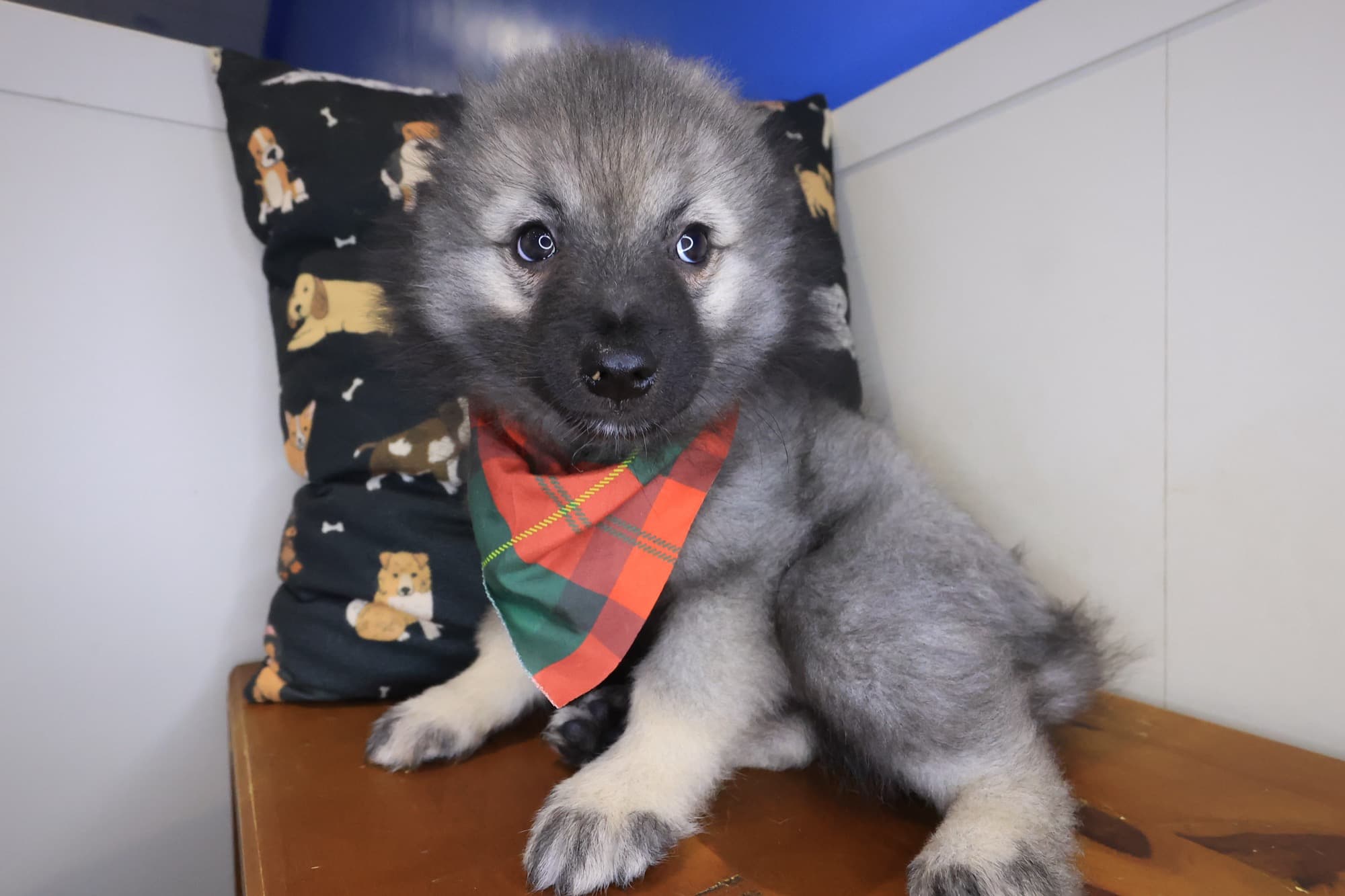 Eros, Keeshond puppy