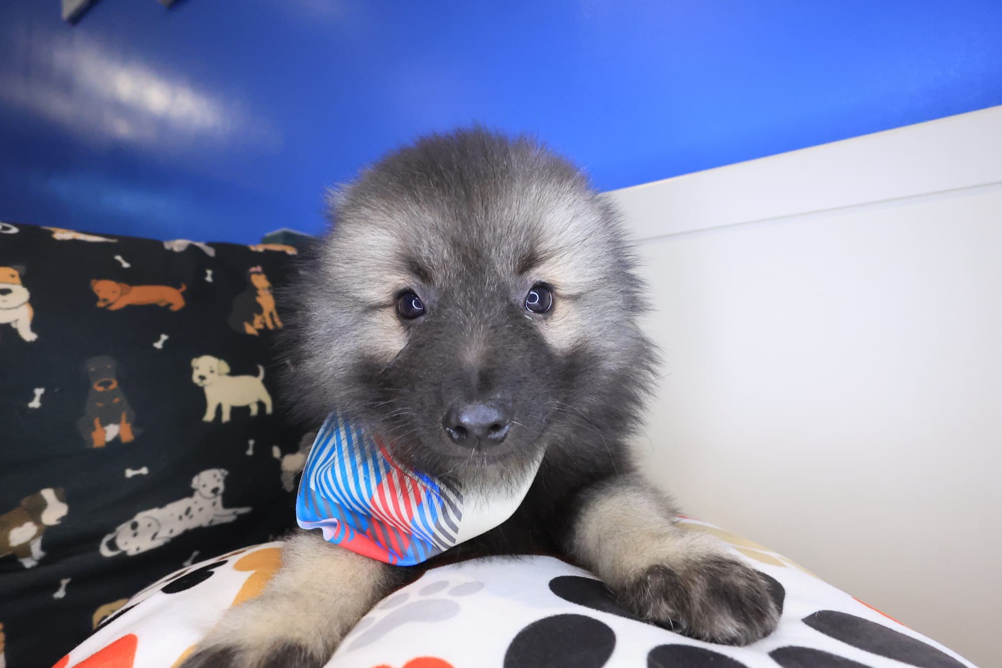 Boomerang, Keeshond puppy