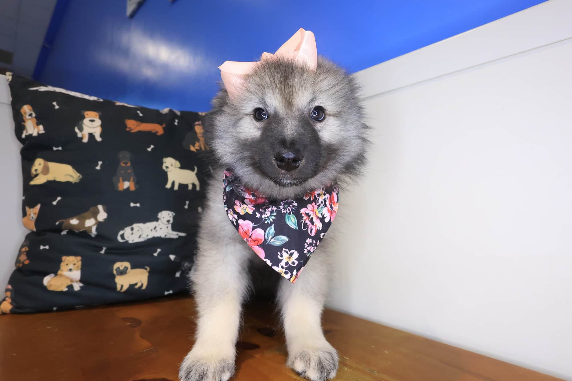 Sativa, Keeshond puppy