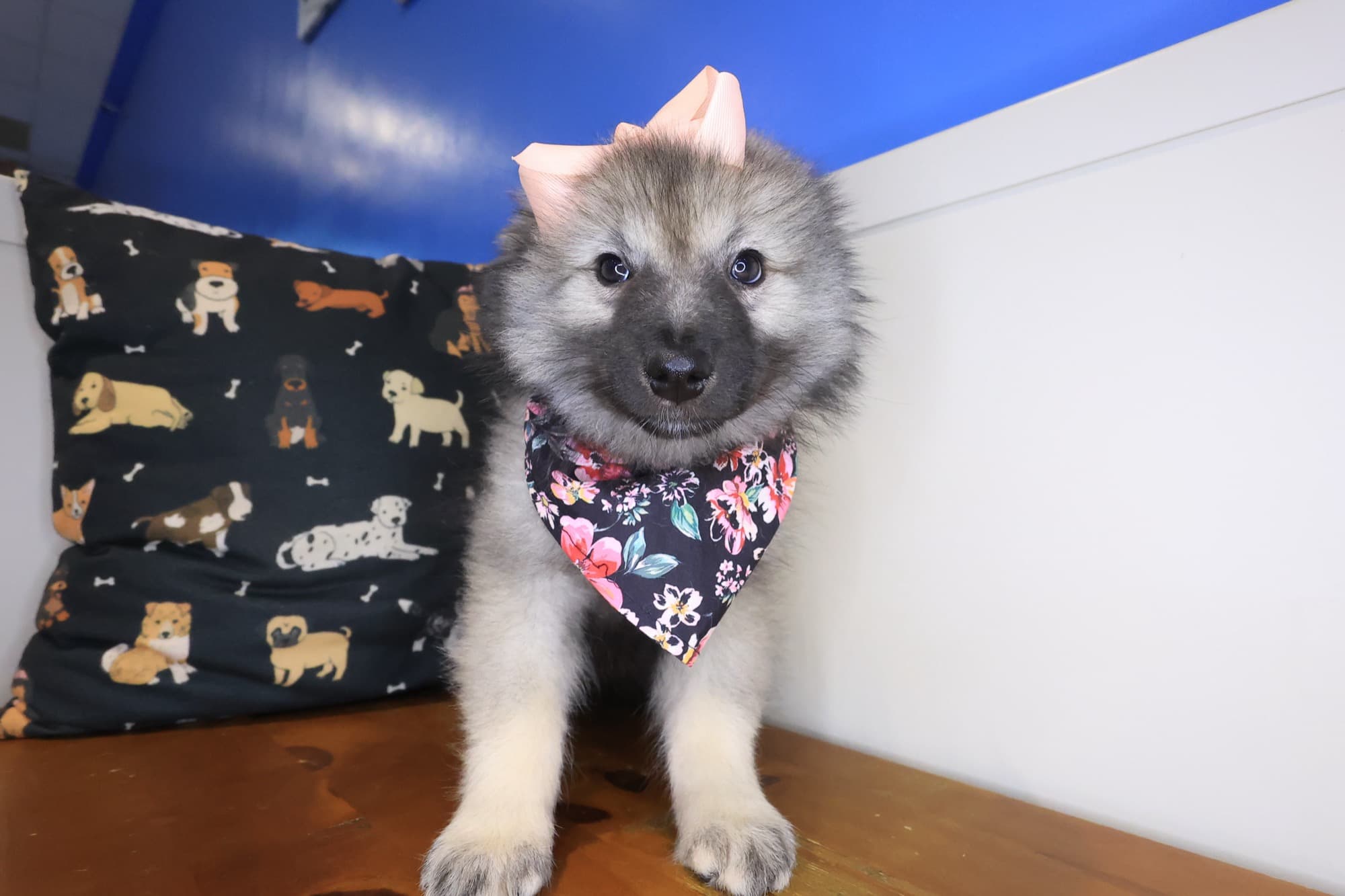 Sativa, Keeshond puppy