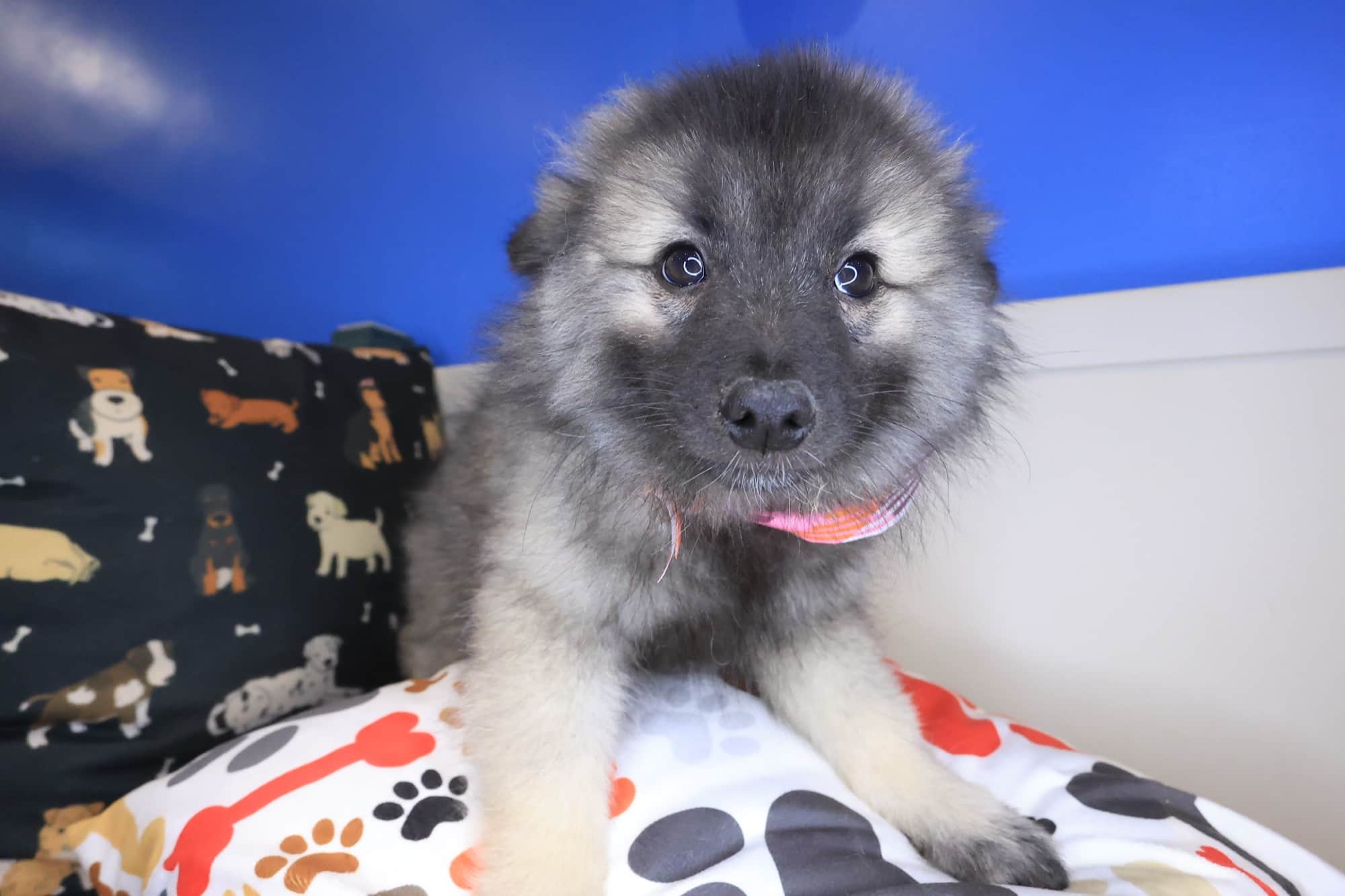 Coco, Keeshond puppy