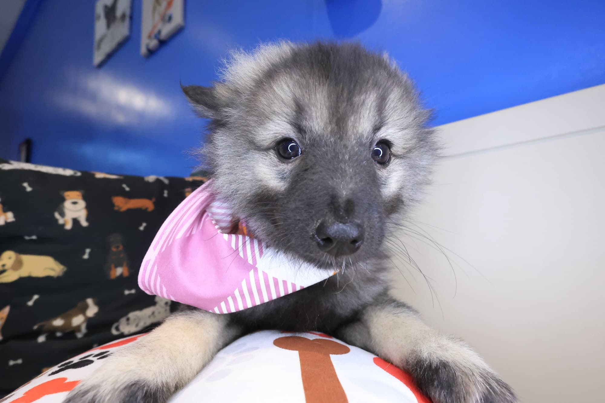 Daniela, Keeshond puppy