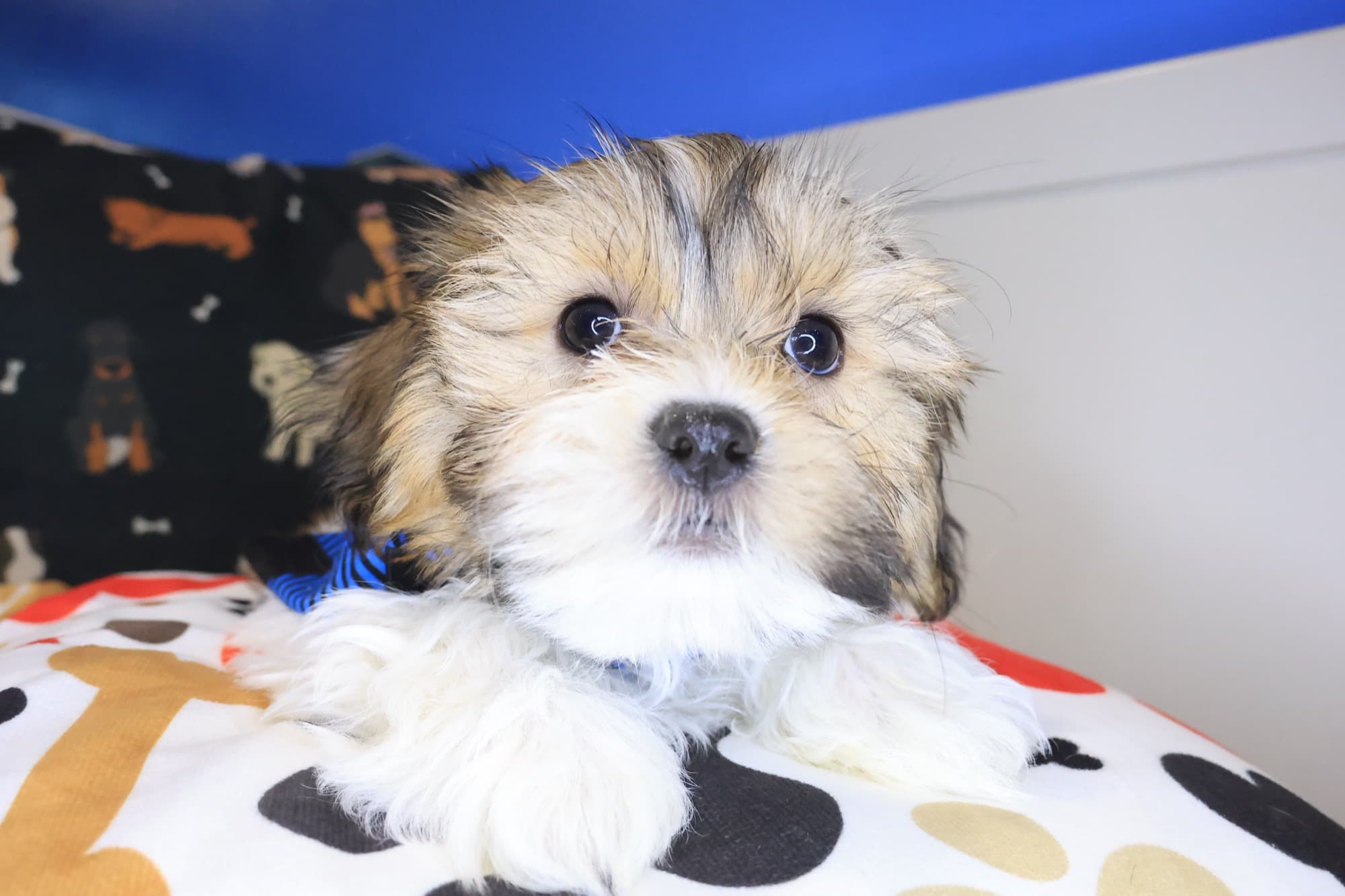 Dash, Malshi puppy