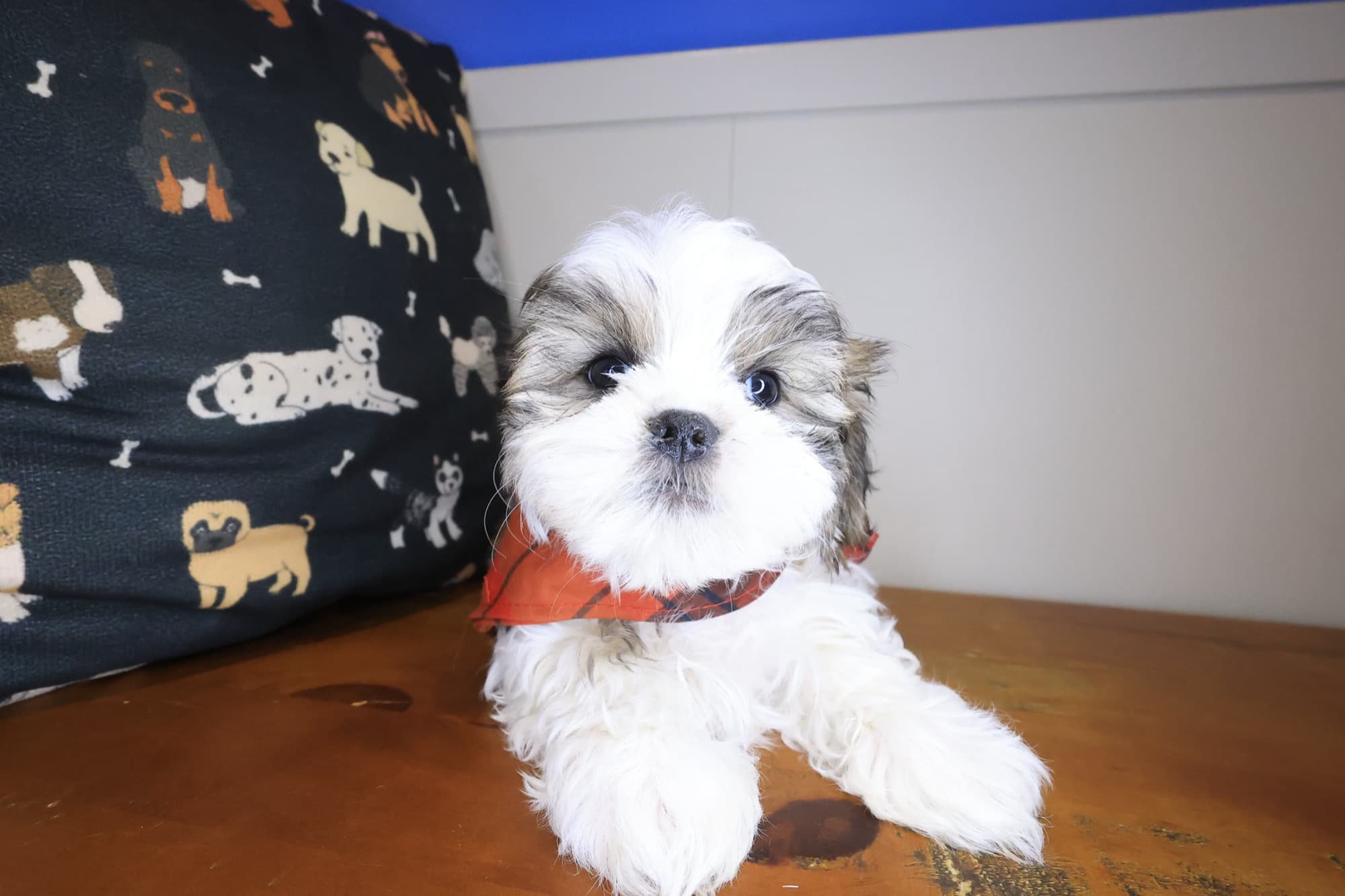Augie, Malshi puppy