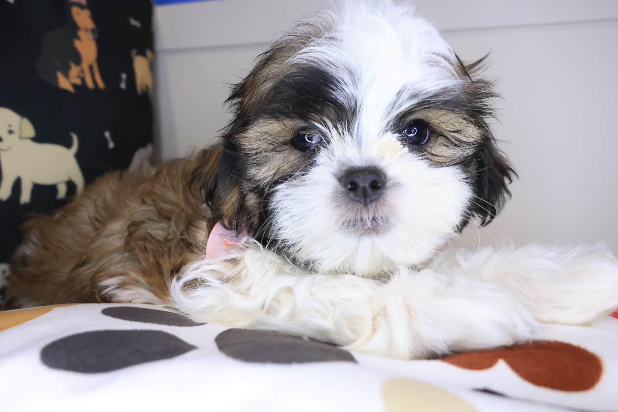 Bourbon, Malshi puppy