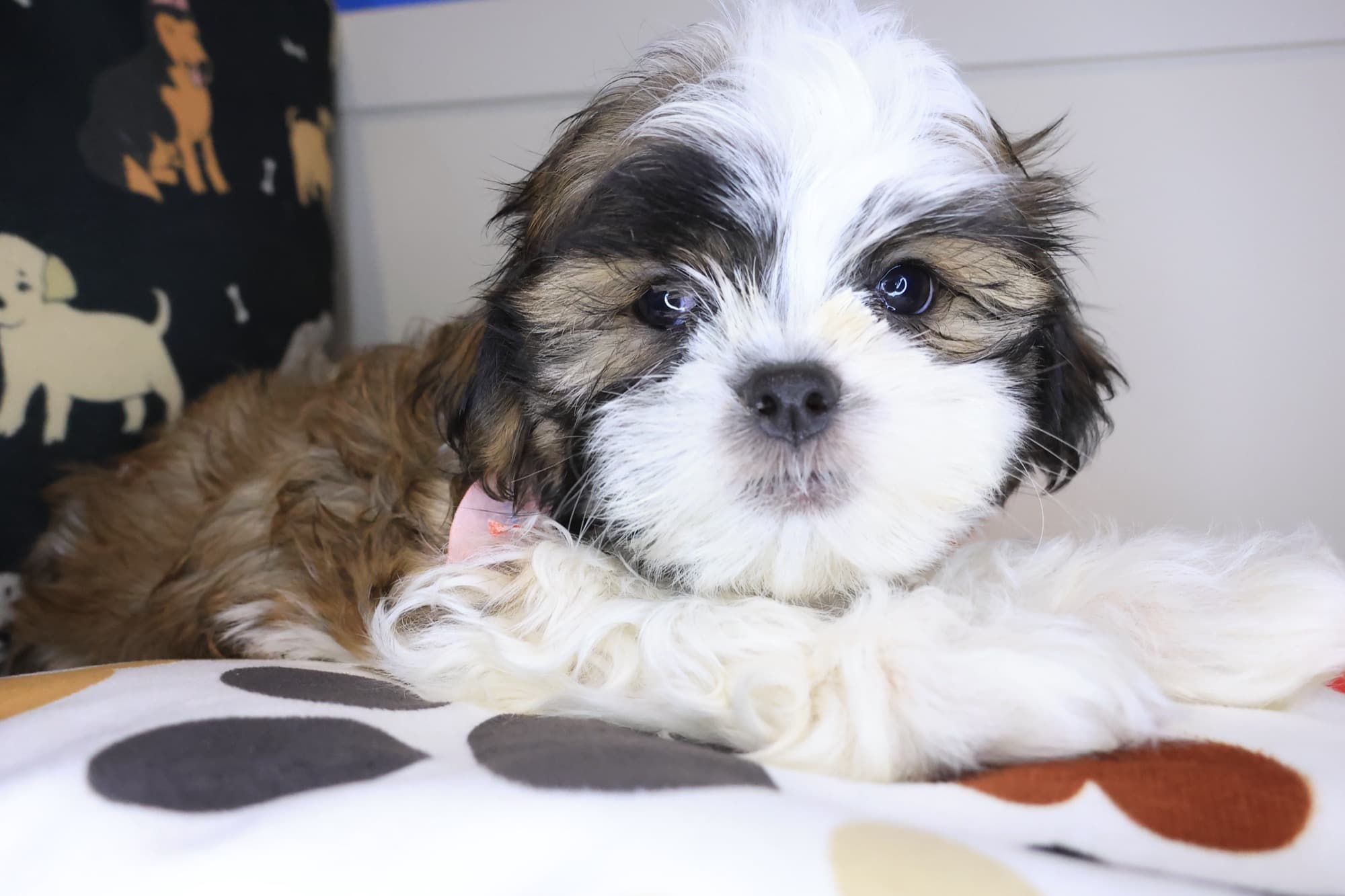 Bourbon, Malshi puppy