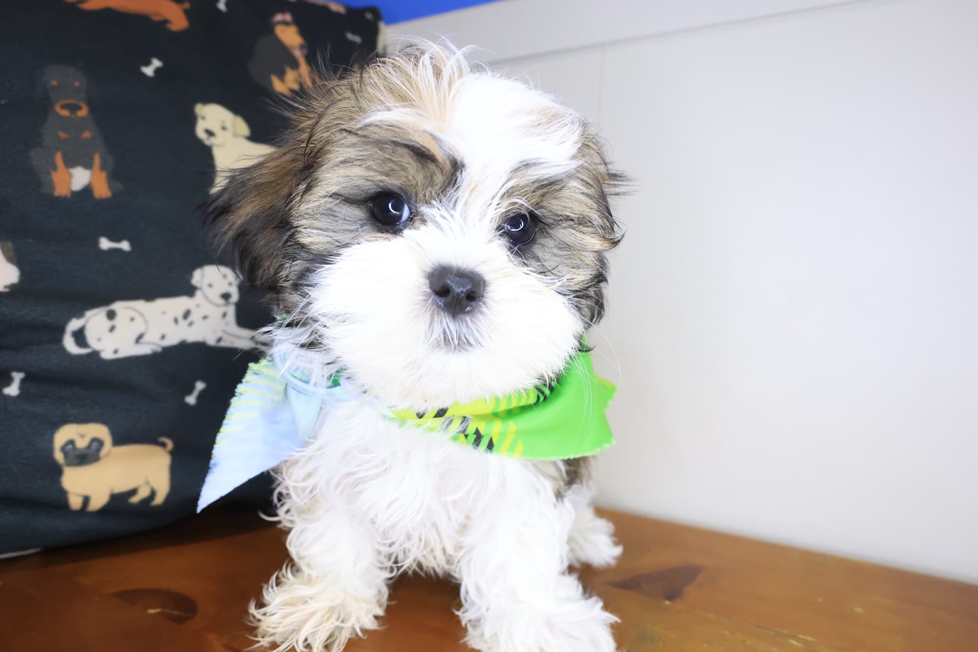 Mickey, Malshi puppy