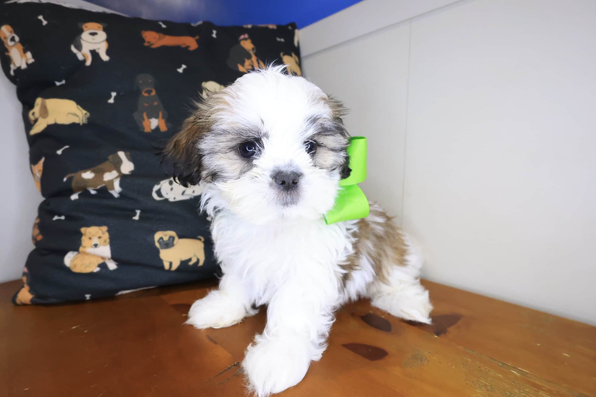Opie, Malshi puppy