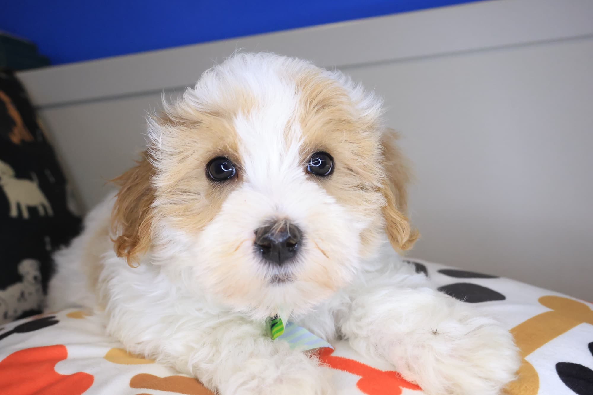 Abi, Maltipoo puppy