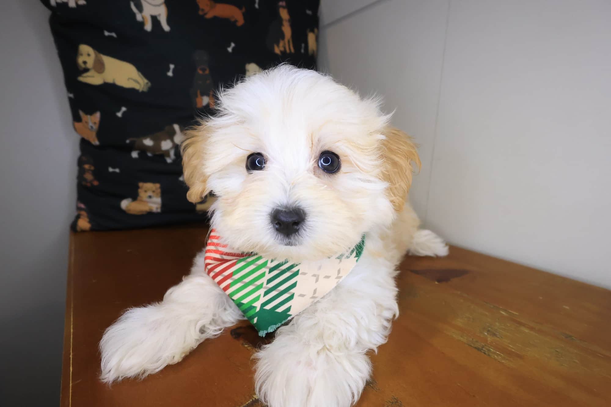 Dudley, Maltipoo puppy