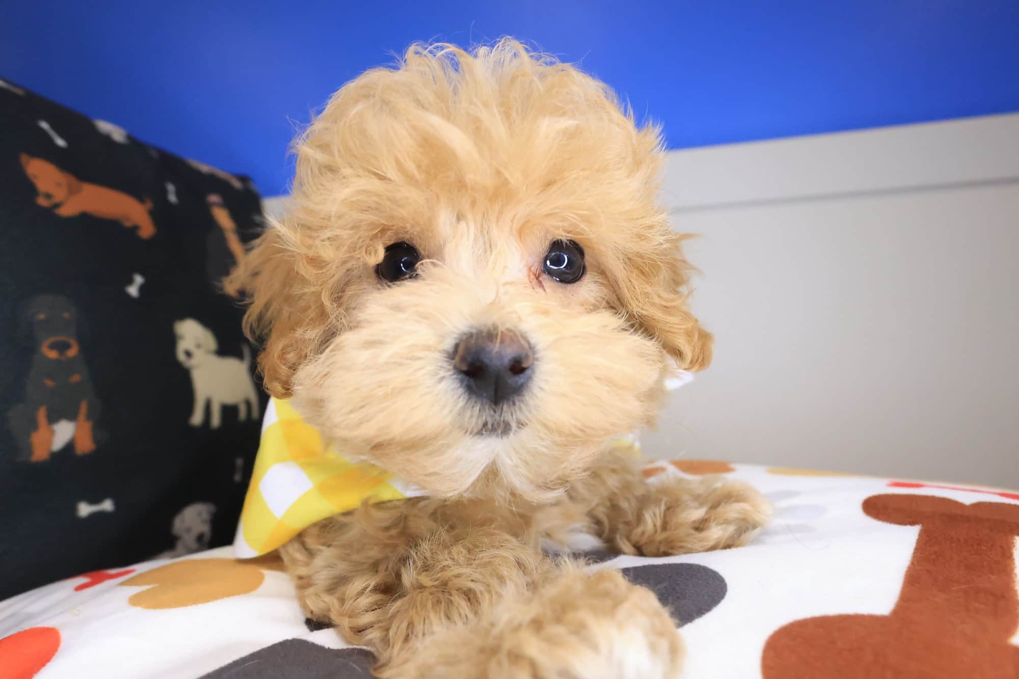 Empress, Maltipoo puppy