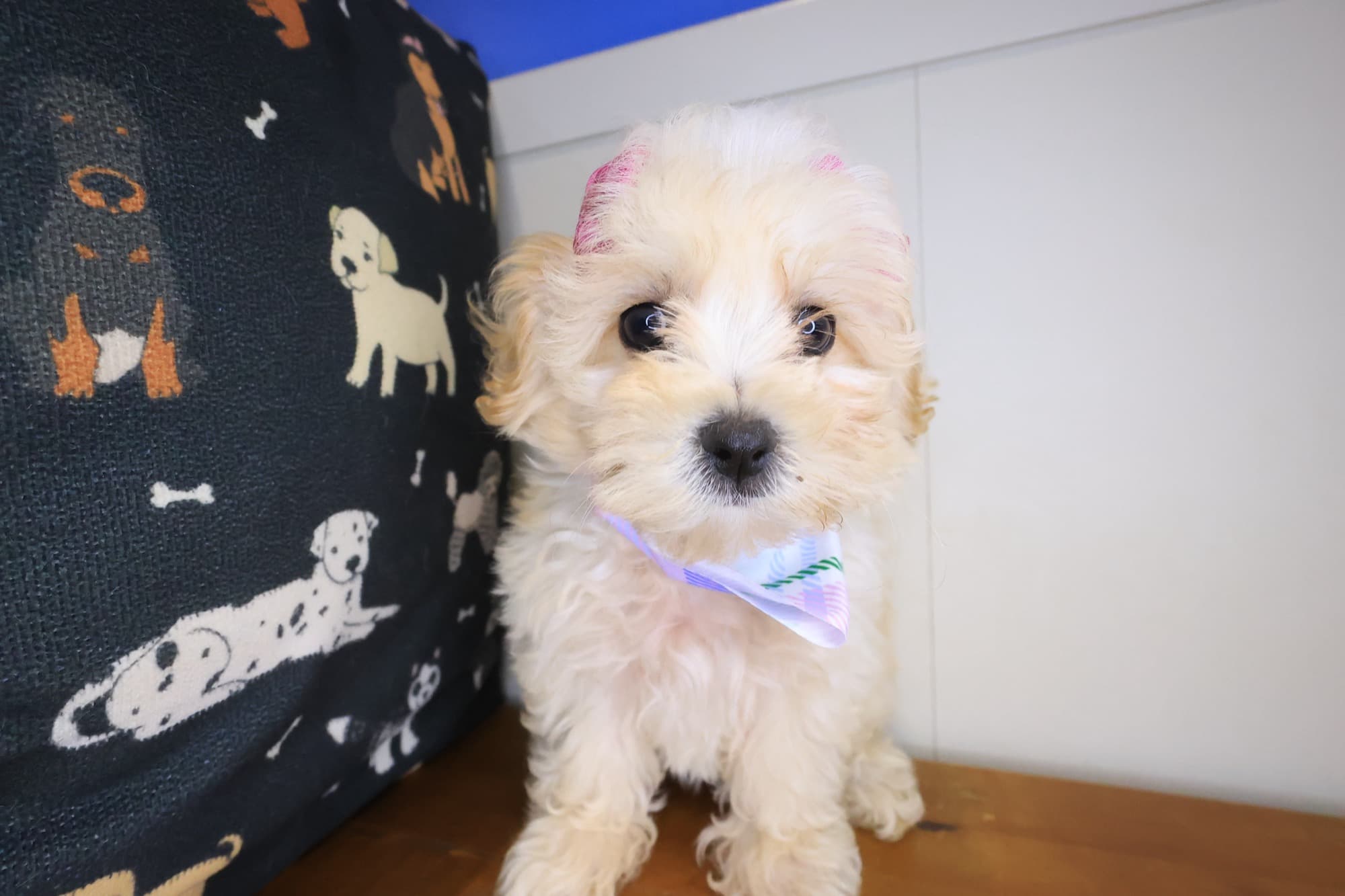 Dallas, Maltipoo puppy