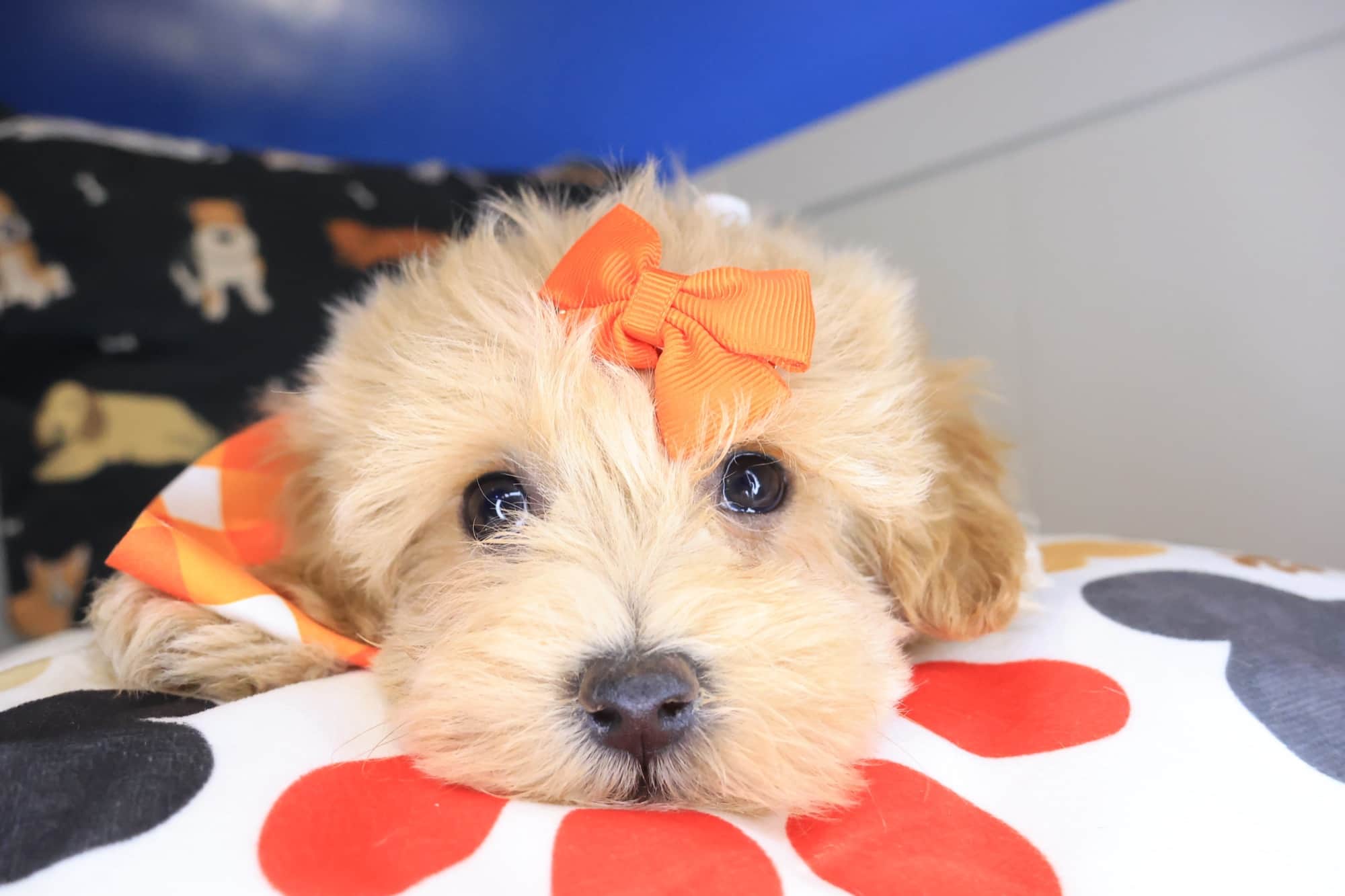 Edward, Maltipoo puppy