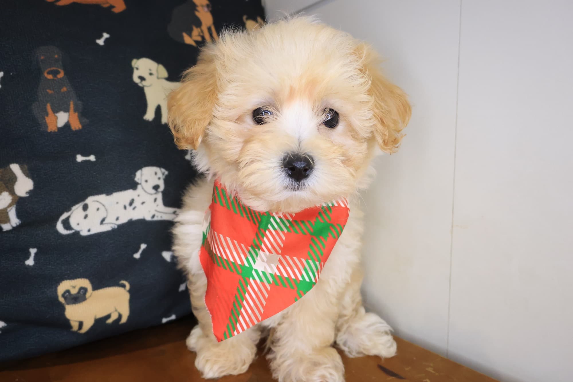 Bailey, Maltipoo puppy