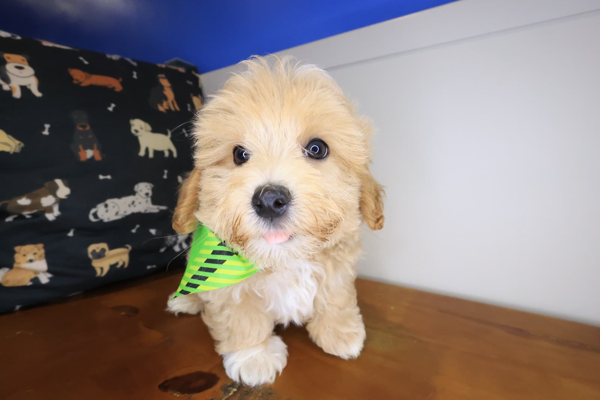 Taka, Maltipoo puppy