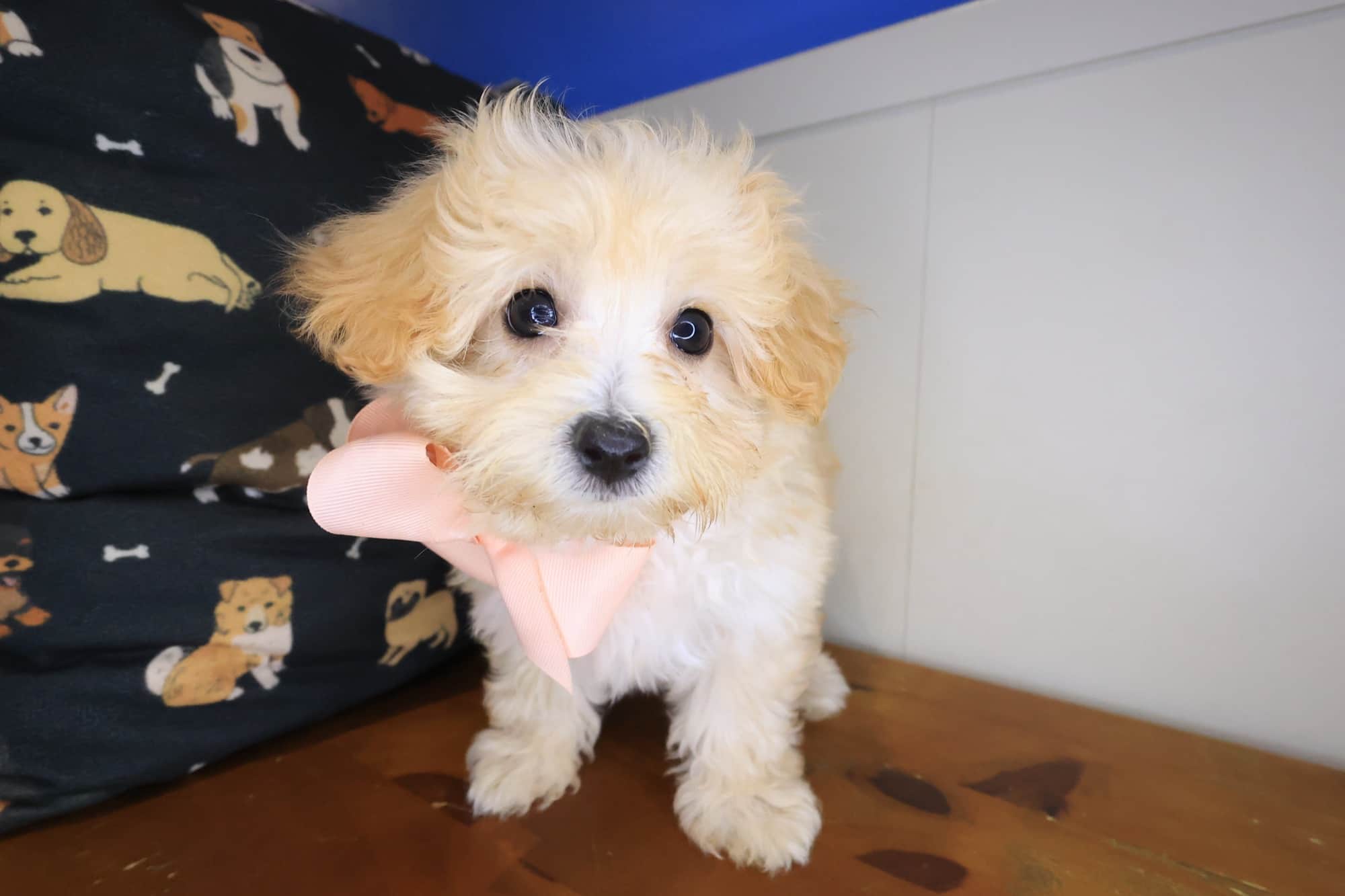 Azul, Maltipoo puppy