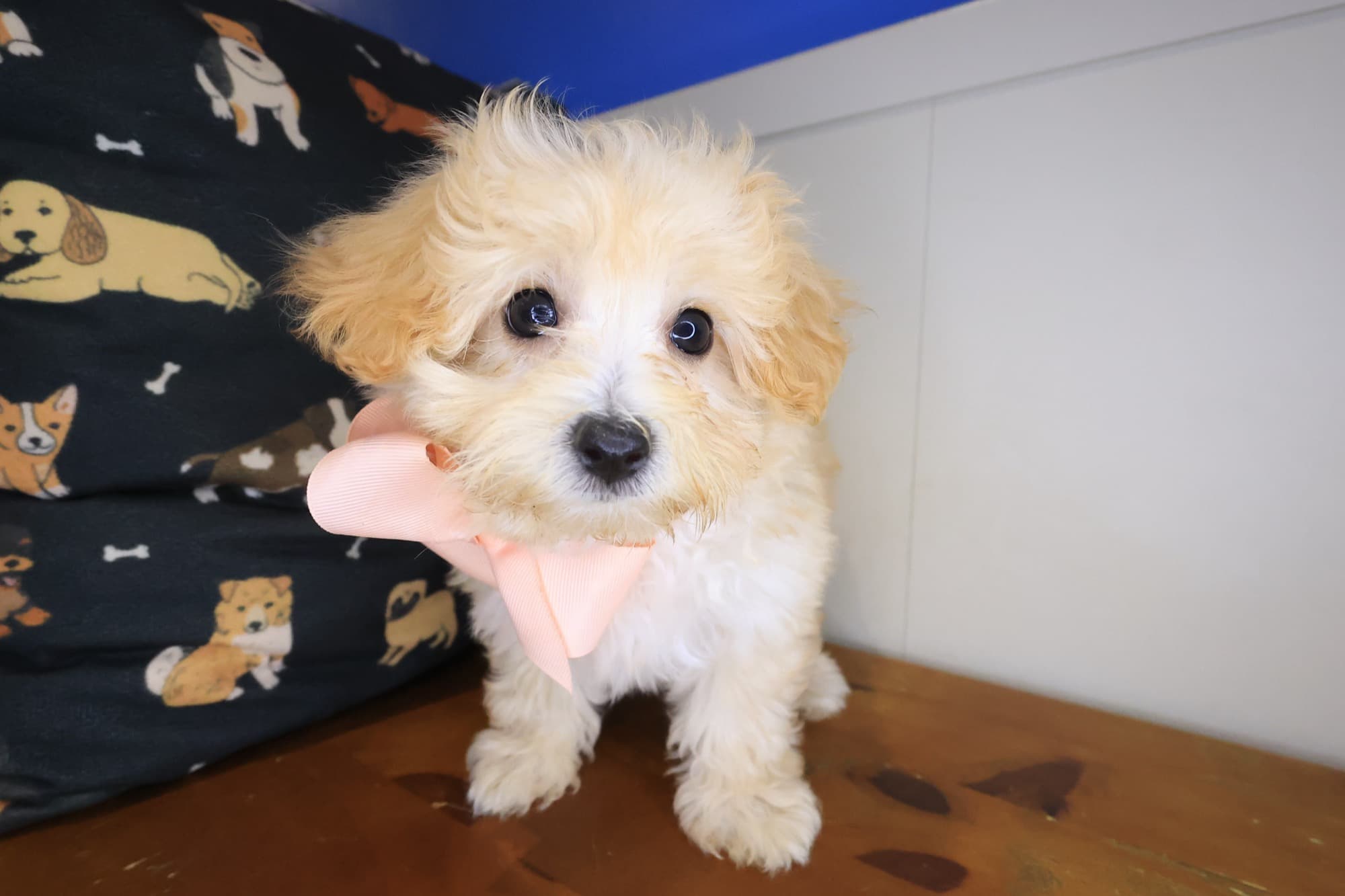Azul, Maltipoo puppy