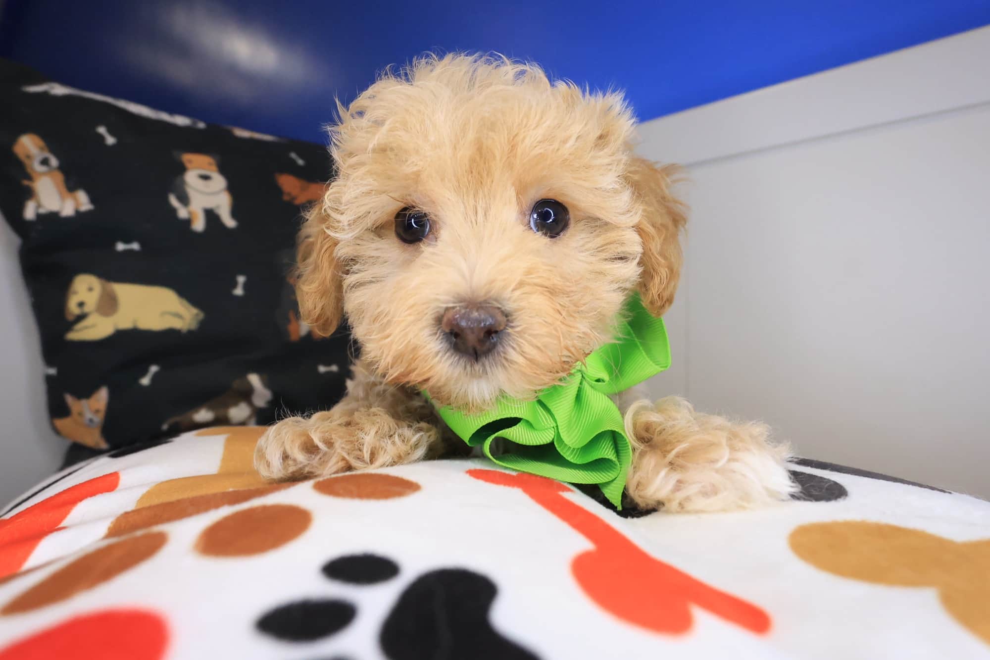 Eclair, Maltipoo puppy