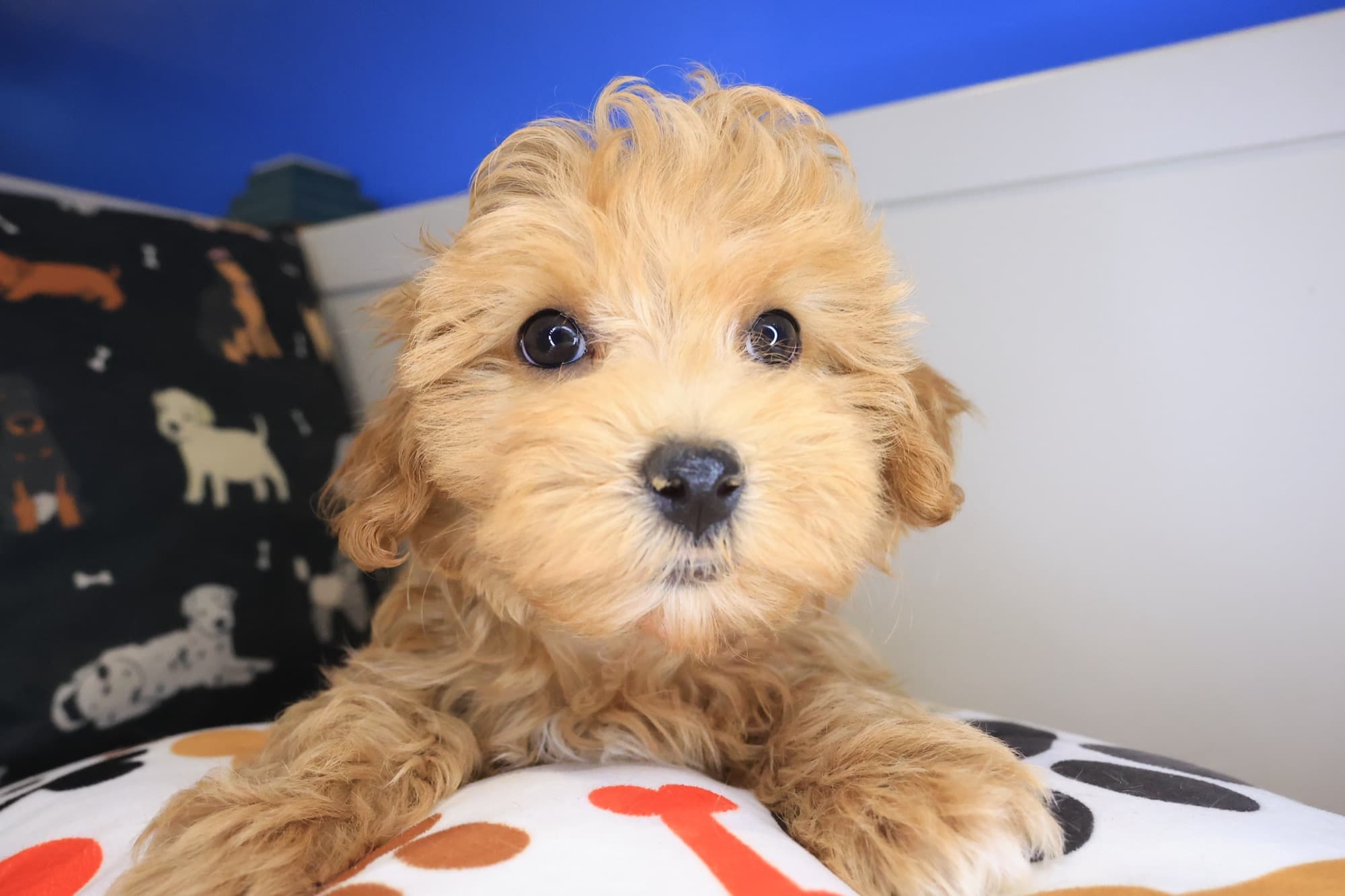 Flower, Maltipoo puppy