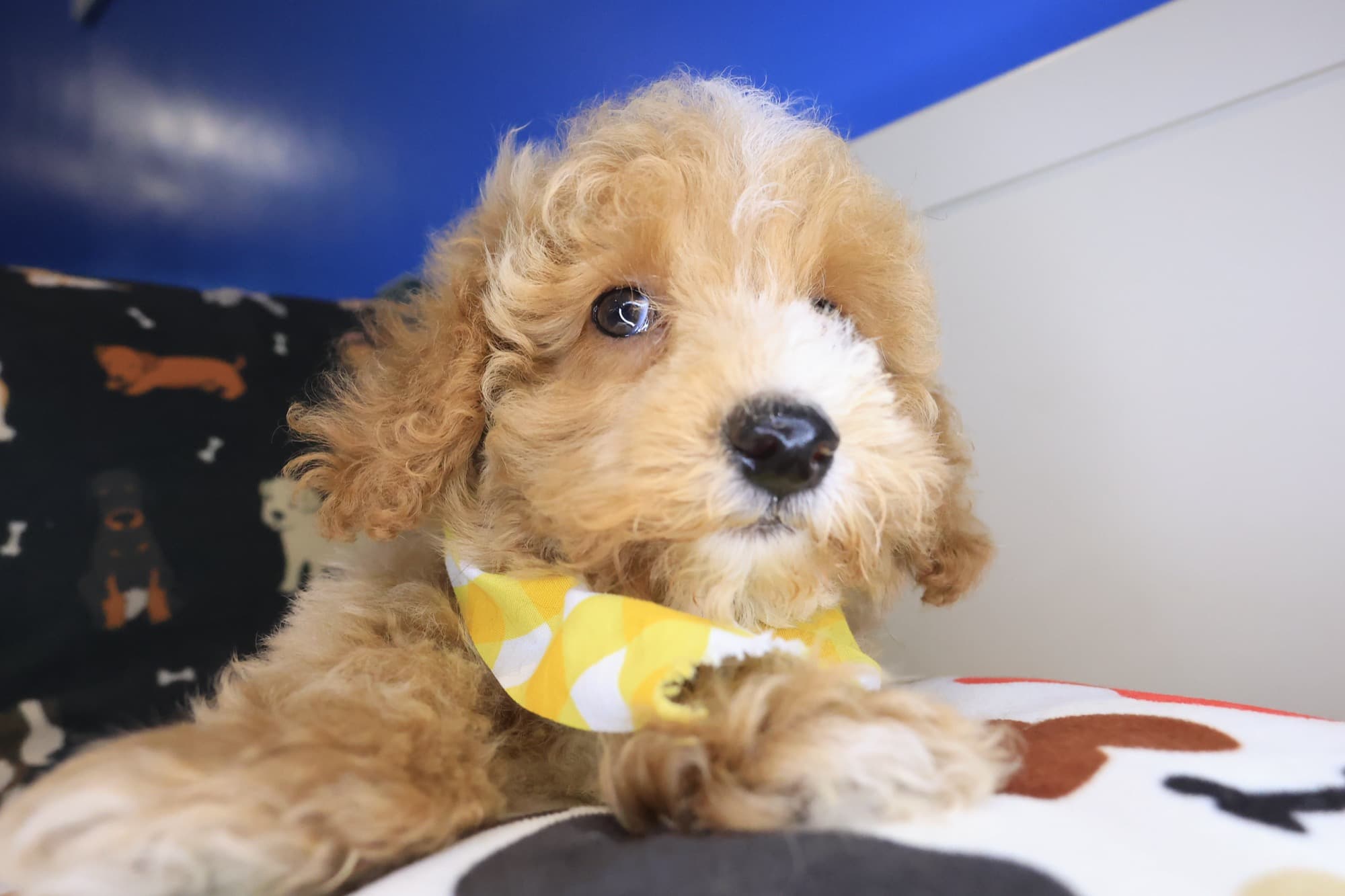 Mr. Fluff, Poodle puppy