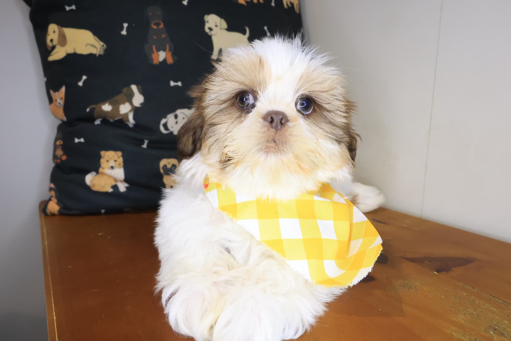 Cobalt, Shih Tzu puppy