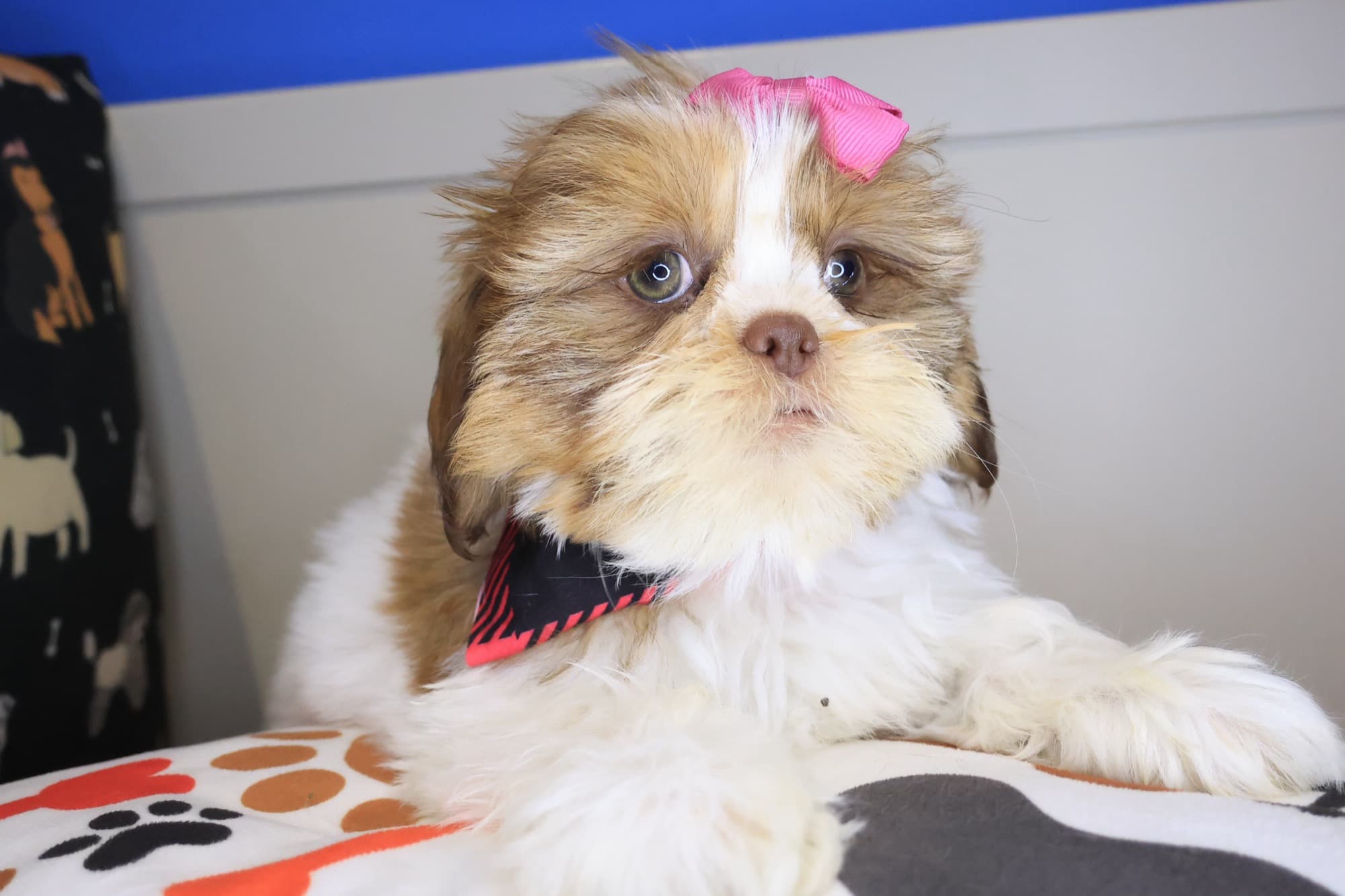 Diary, Shih Tzu puppy