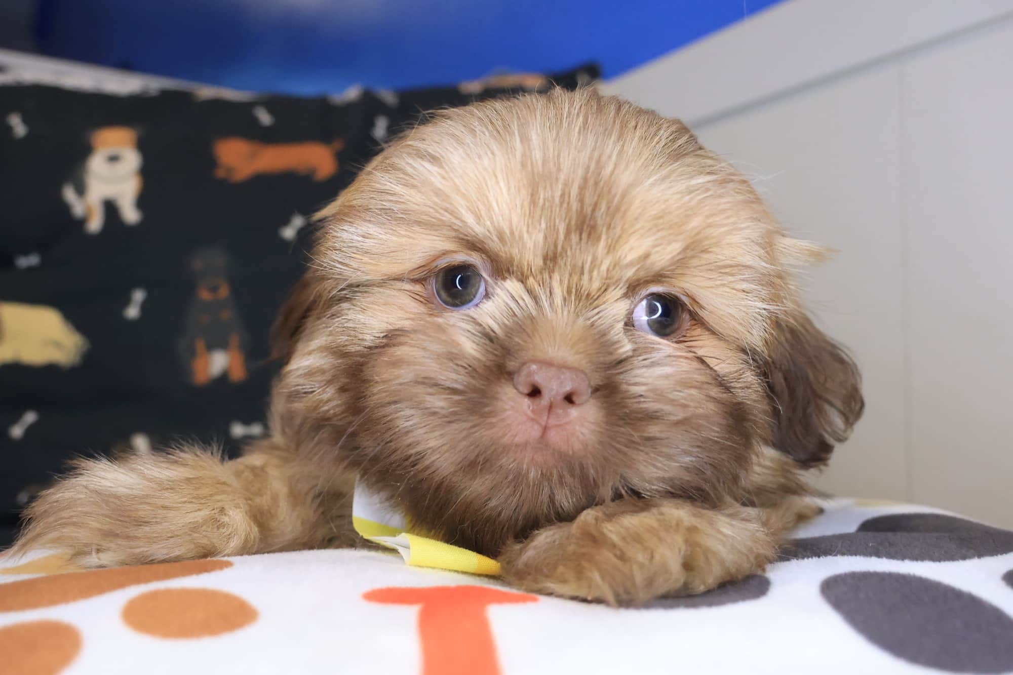 Hoot, Shih Tzu puppy