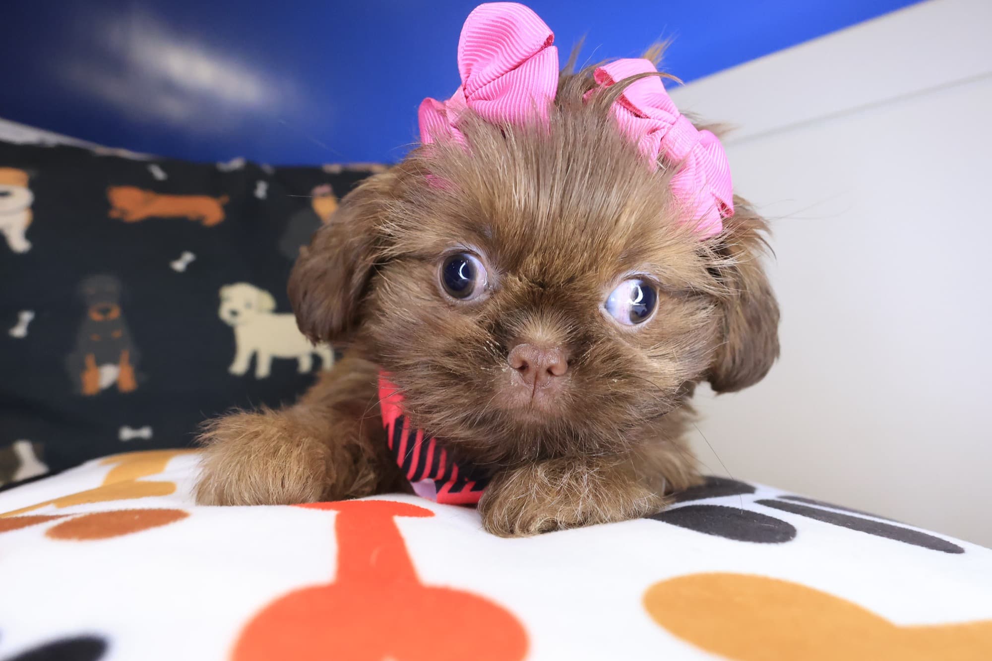 Iris, Shih Tzu puppy