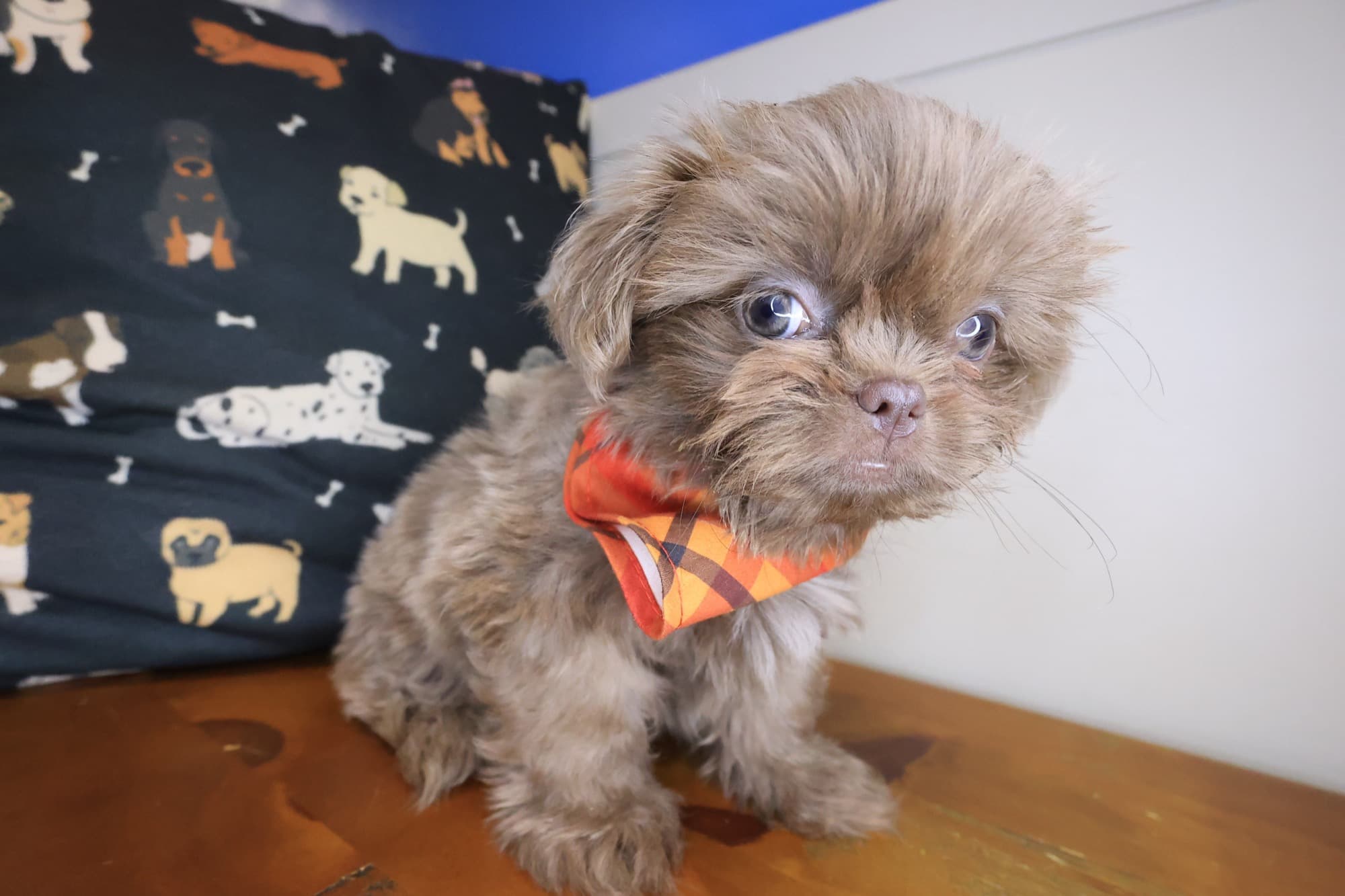 Cole, Shih Tzu puppy