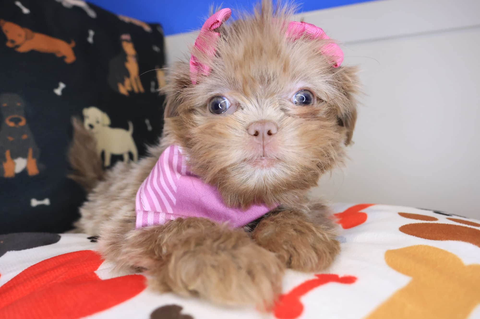 Zig-Zag, Shih Tzu puppy