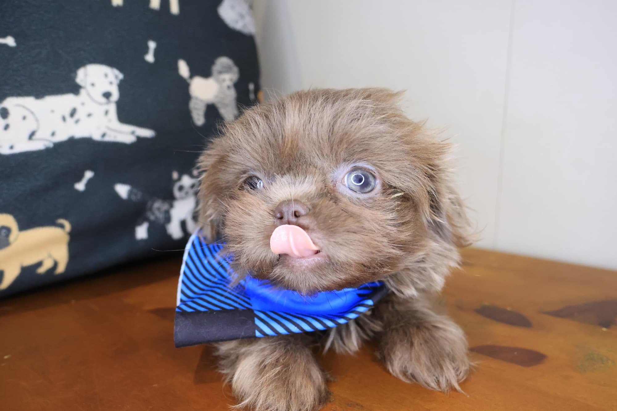 Zebbie, Shih Tzu puppy