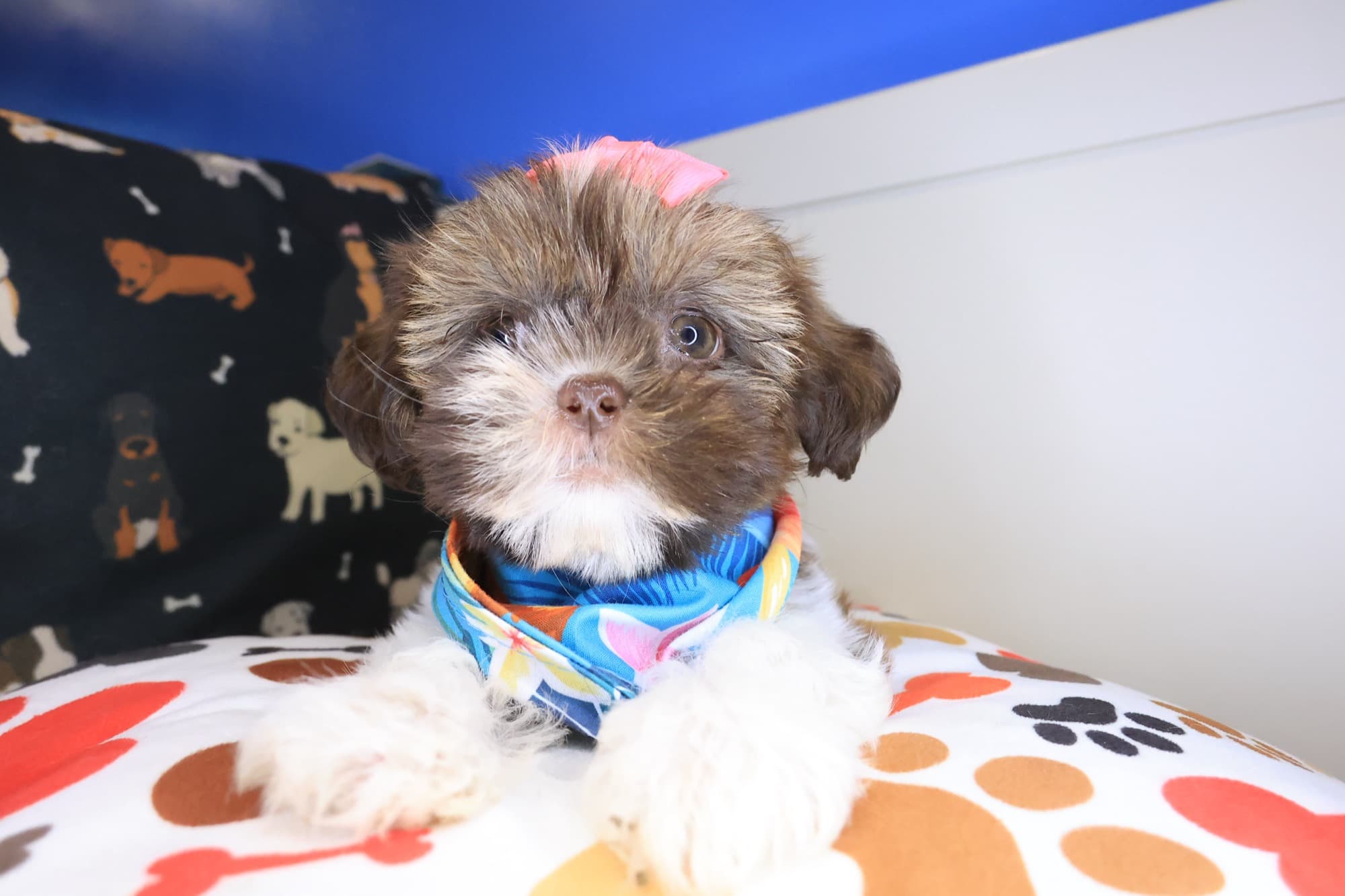 Ferny, Shih Tzu puppy