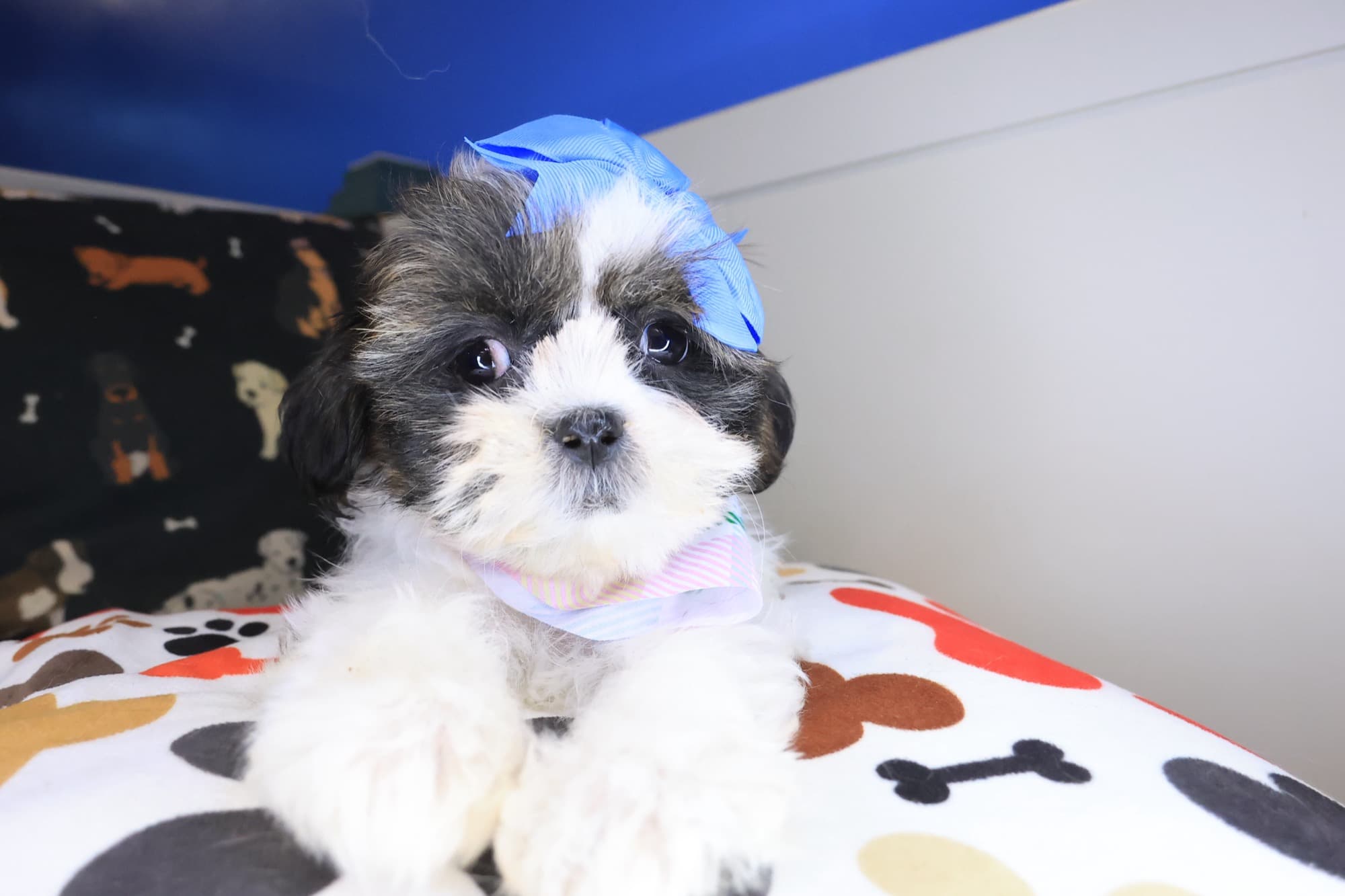 Seraph, Shih Tzu puppy