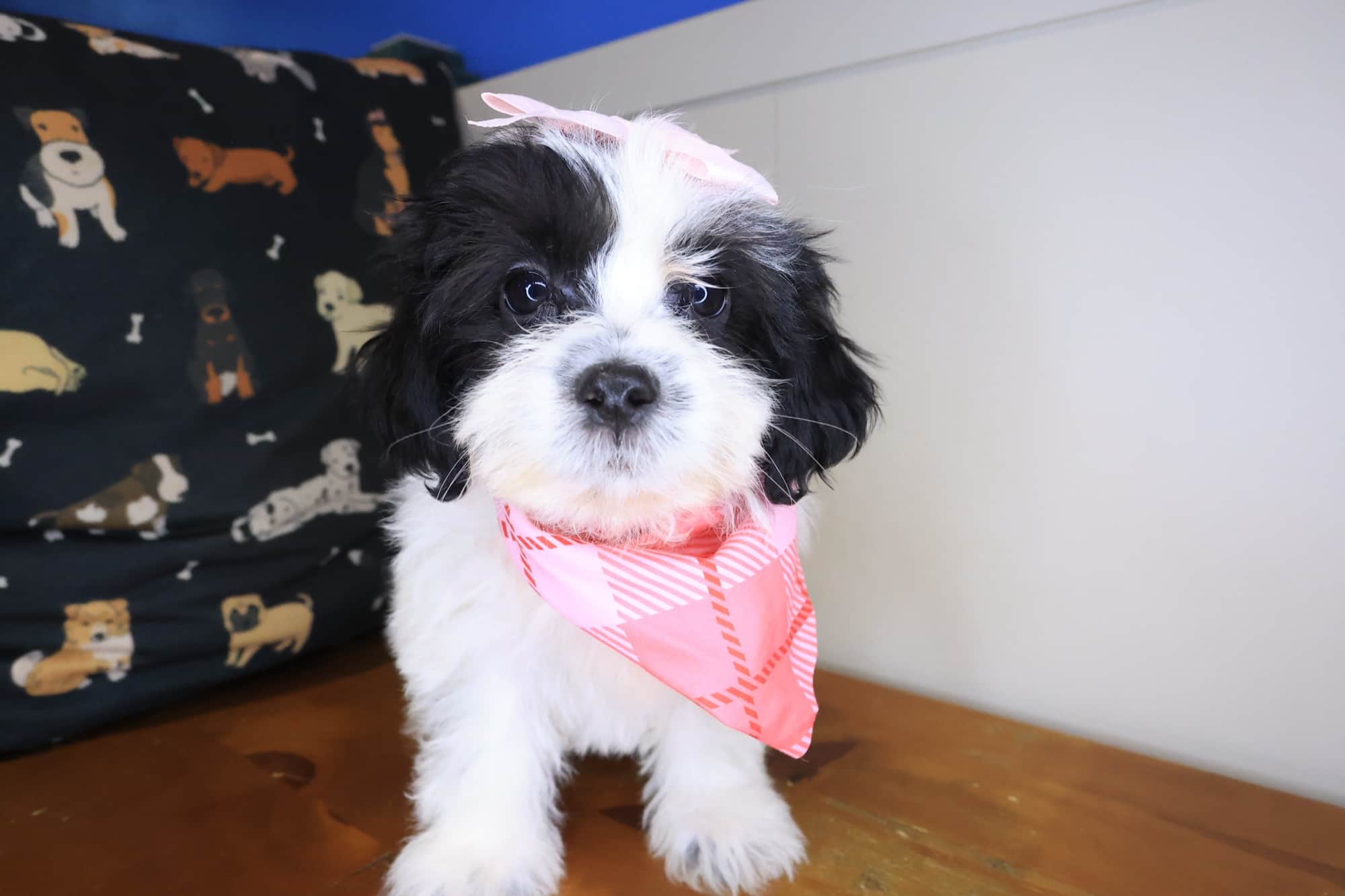 Phoenix, Teddy Bear puppy