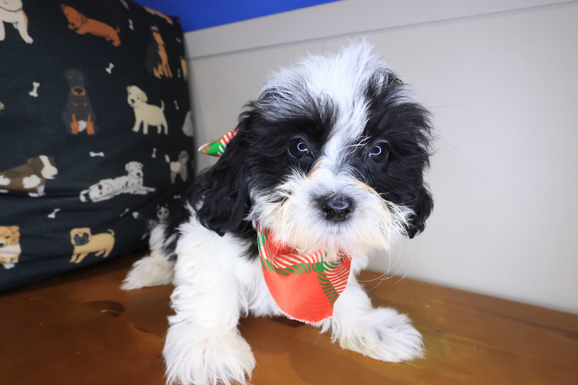 Twist, Teddy Bear puppy